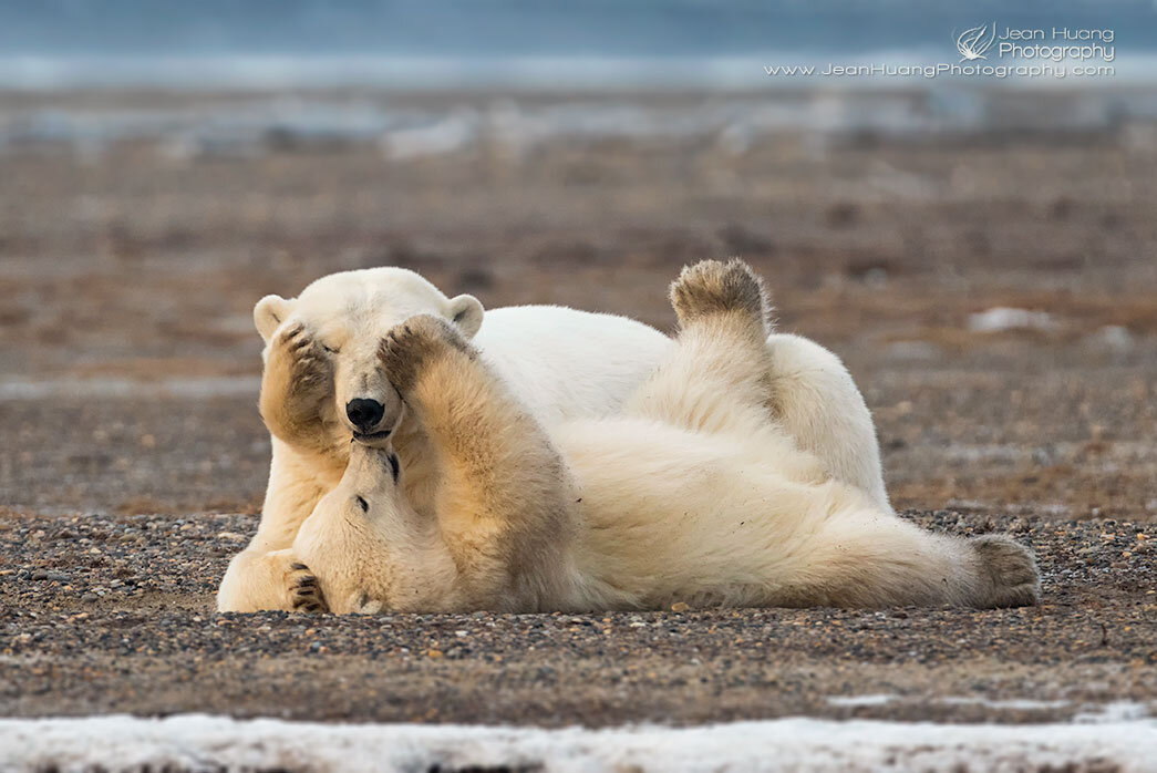 Polar Bear Baby Loves Mom - ©Jean Huang Photography