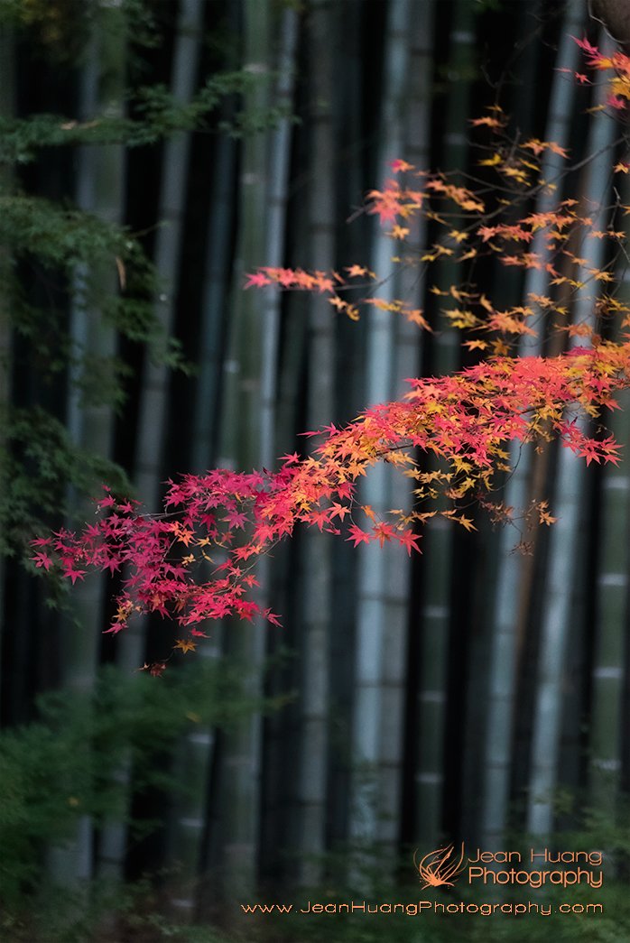 Maple-Leaf Fall-Colors-(Momiji)-Nanzenji-Japan-Copyright-Jean-Huang-Photography