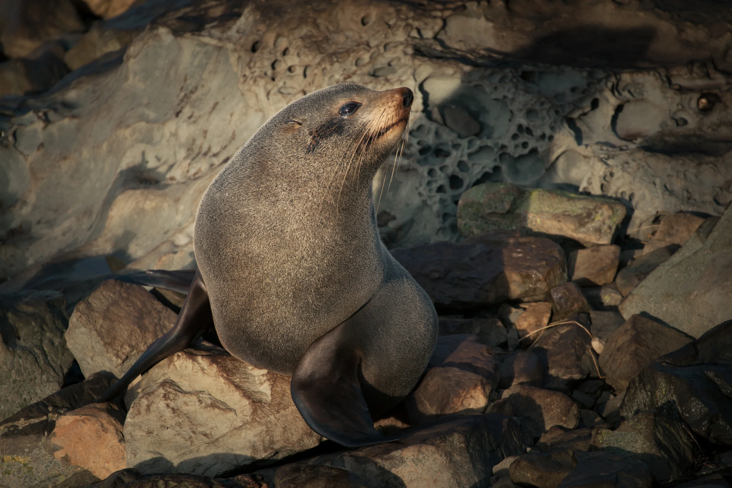 Kaikoura, New Zealand fur seal