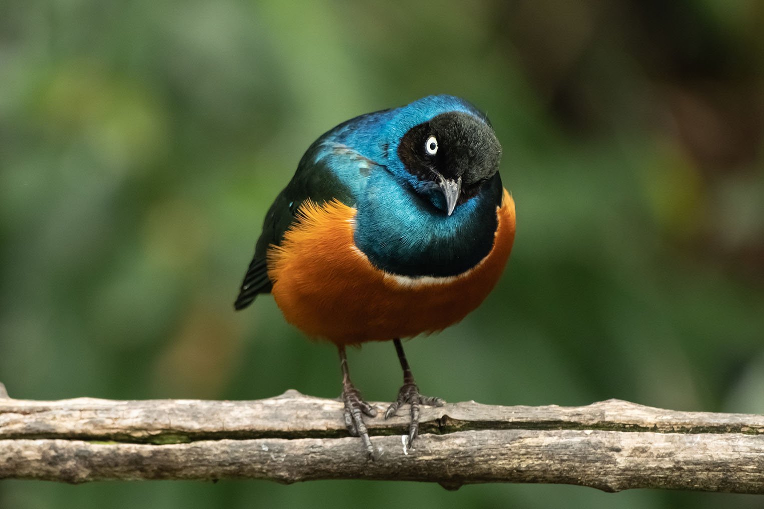 Superb Starling - San Diego Zoo