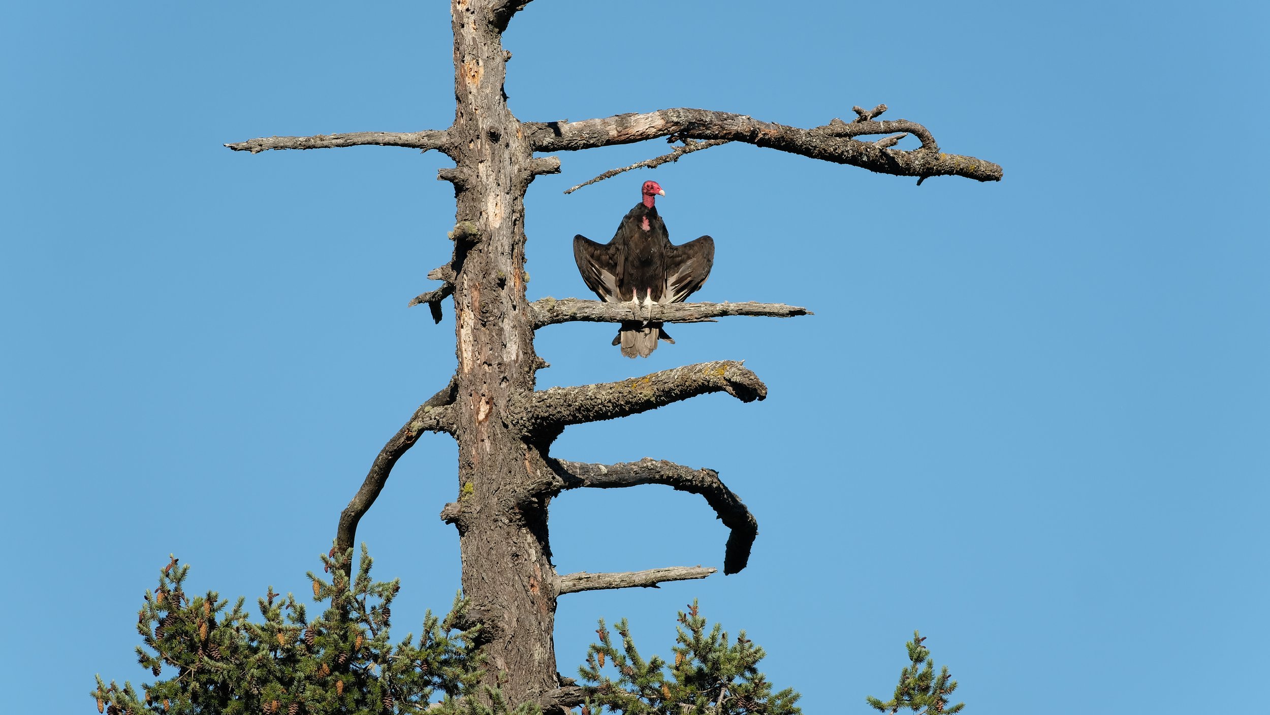 Turkey Vulture - Comox, BC