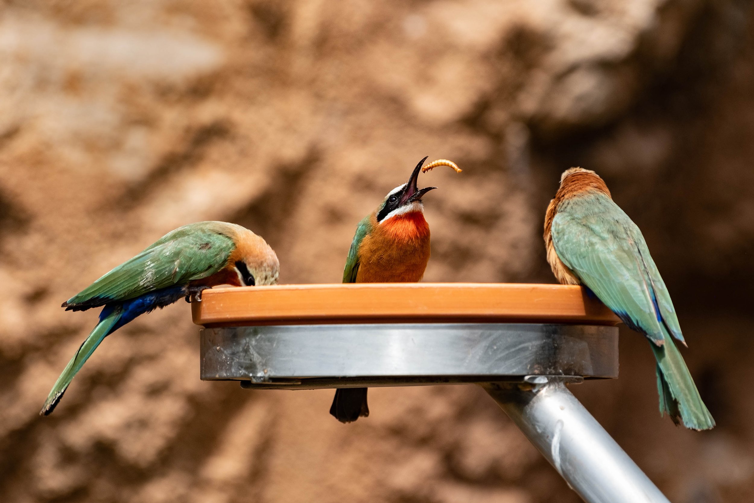 White- fronted bee-eater - San Diego Zoo