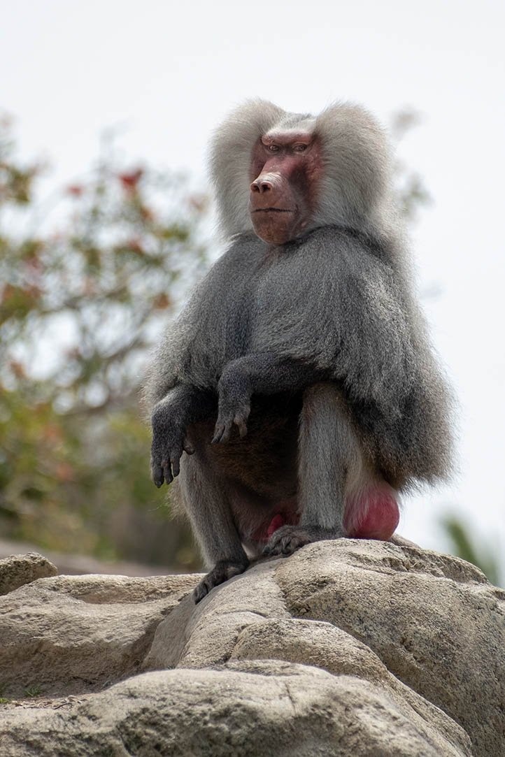 Baboon awkward moment - San Diego Zoo