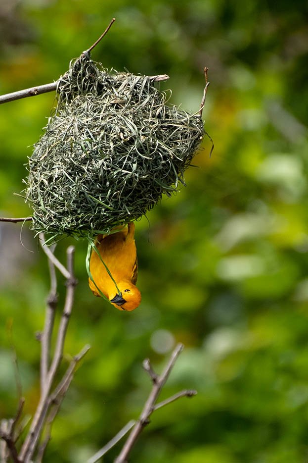 Golden Weaver Bird