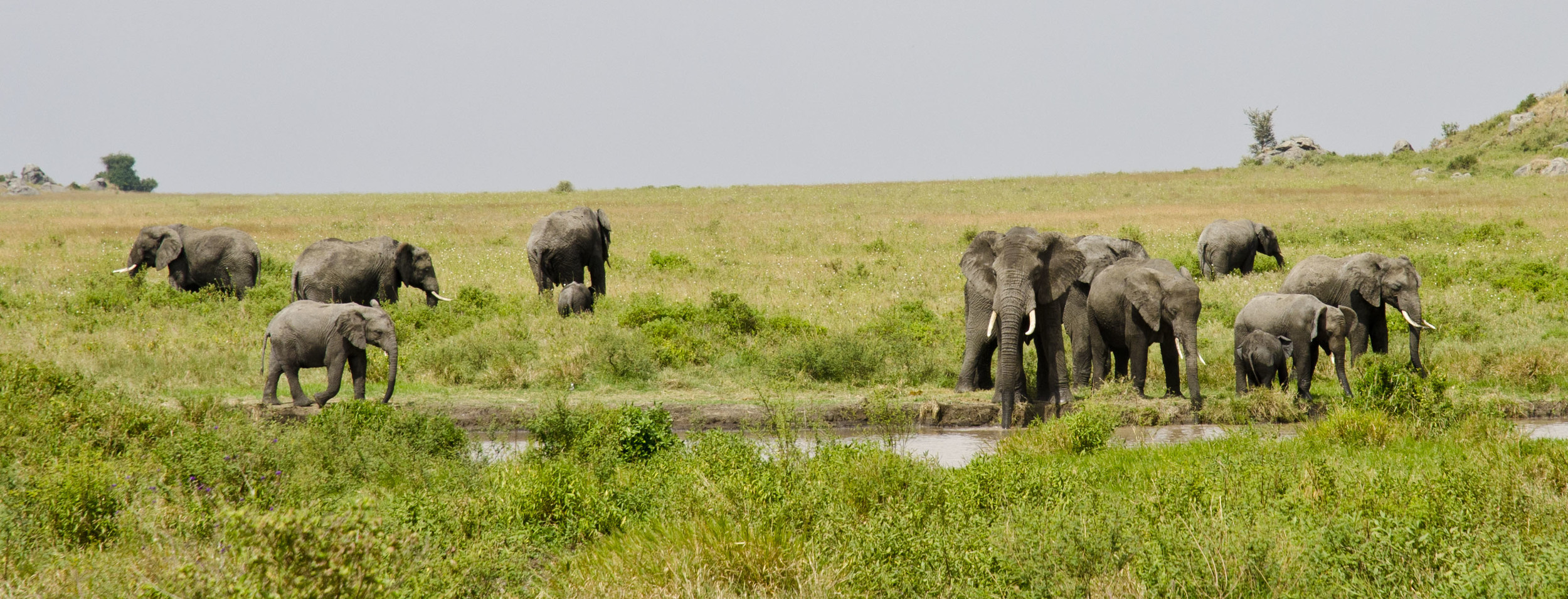 TZA_4392*Elephants at Watering Hole Start_LTR_shorter.jpg