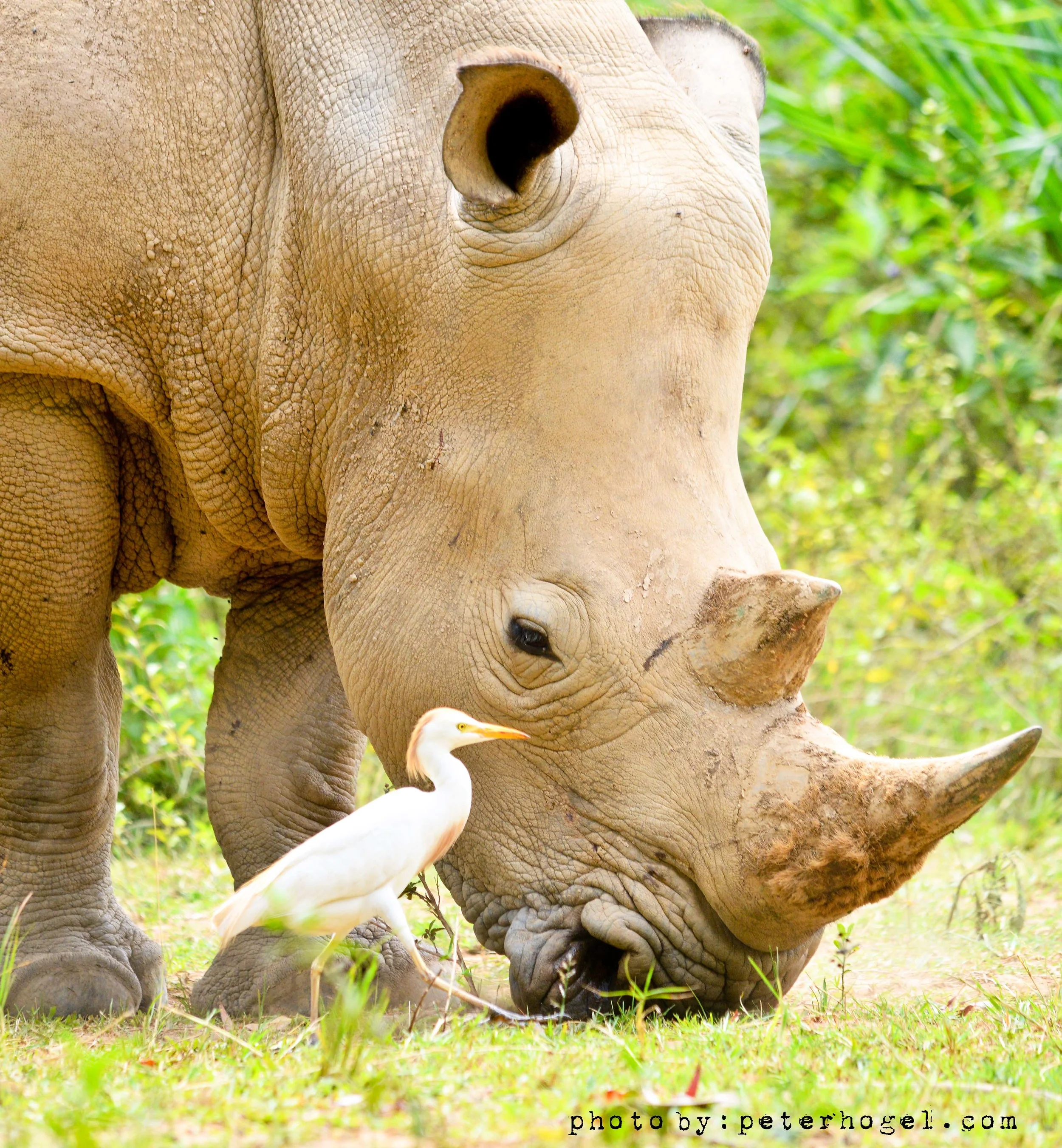 White Rhinos in Uganda - Metallic Professional Photo
