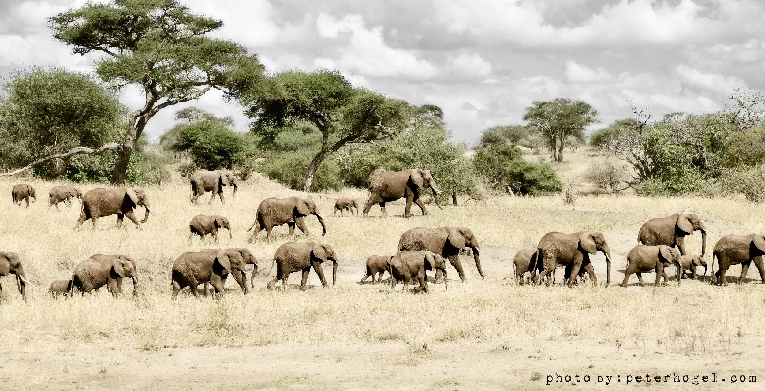 March of the Elephants - Metallic Professional Print