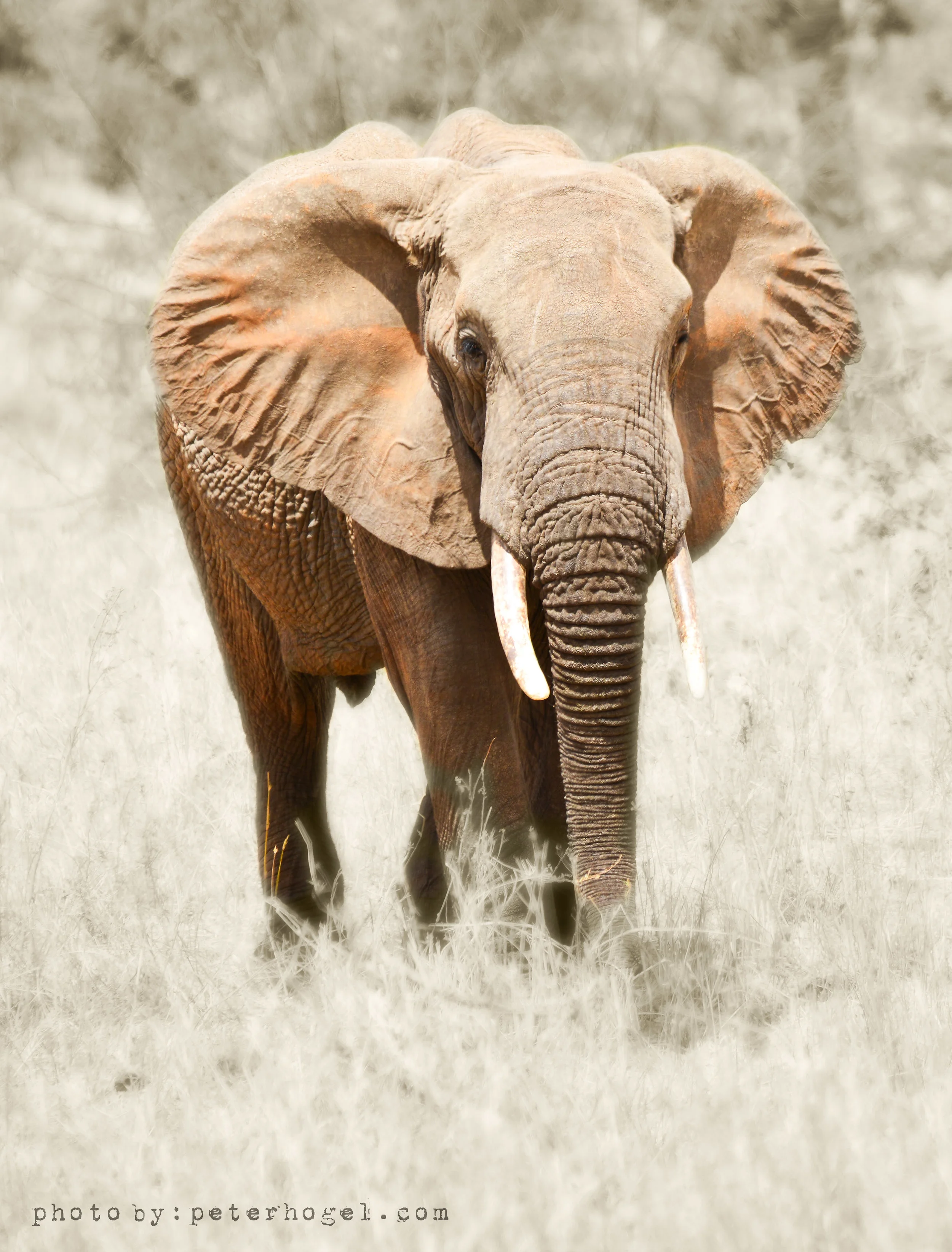 Bull Elephant in Red Dust - Metallic Professional Photography