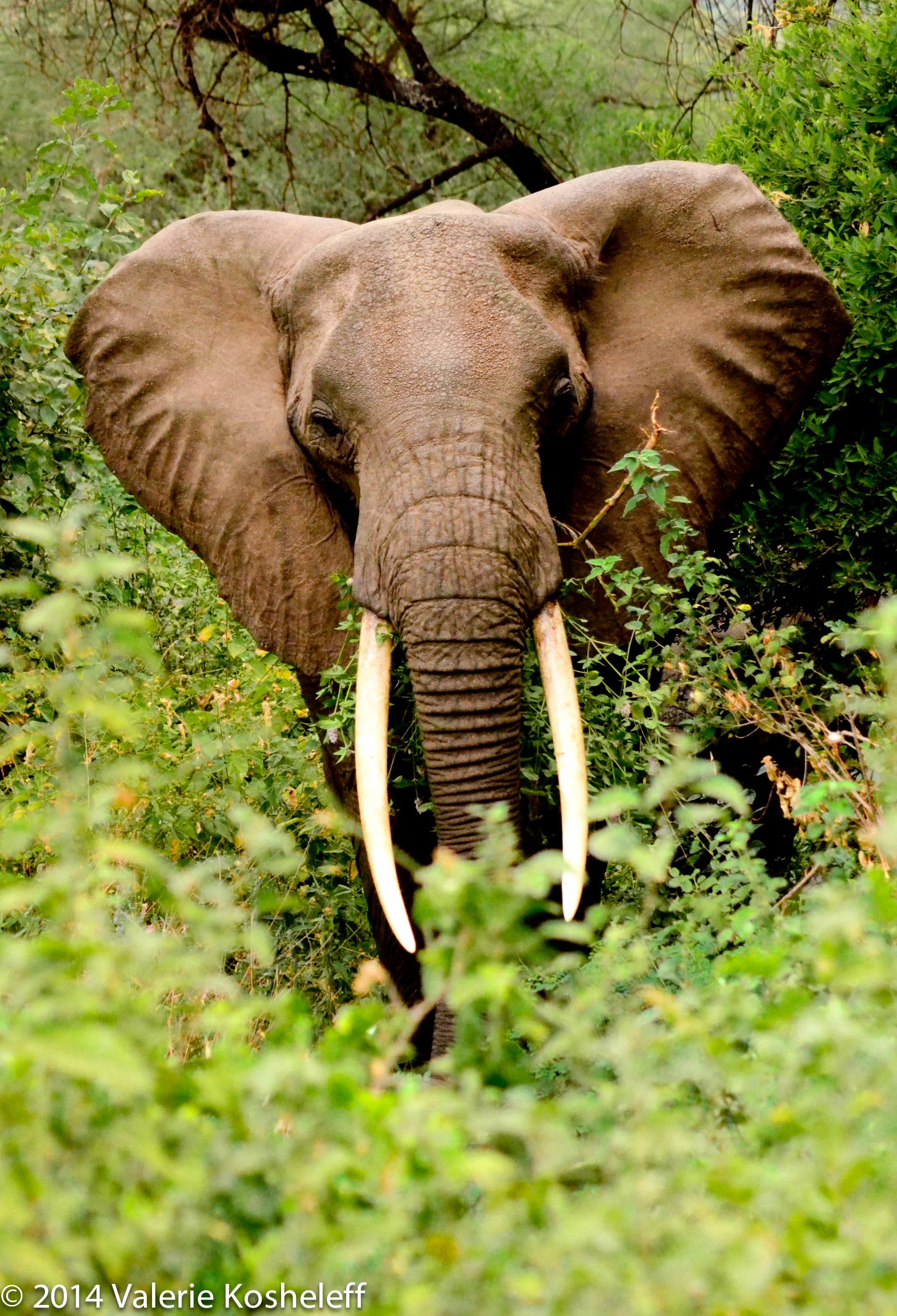 TZA_5194***Elephant Peering from Bushes_LTR_100%_4x6_WTRMK.jpg