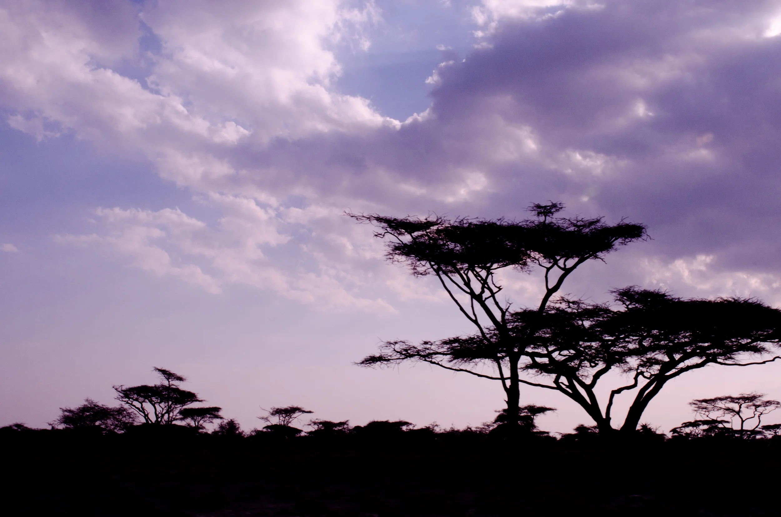 Serengeti at Purple Dawn w Acacias - Metallic Professional Print