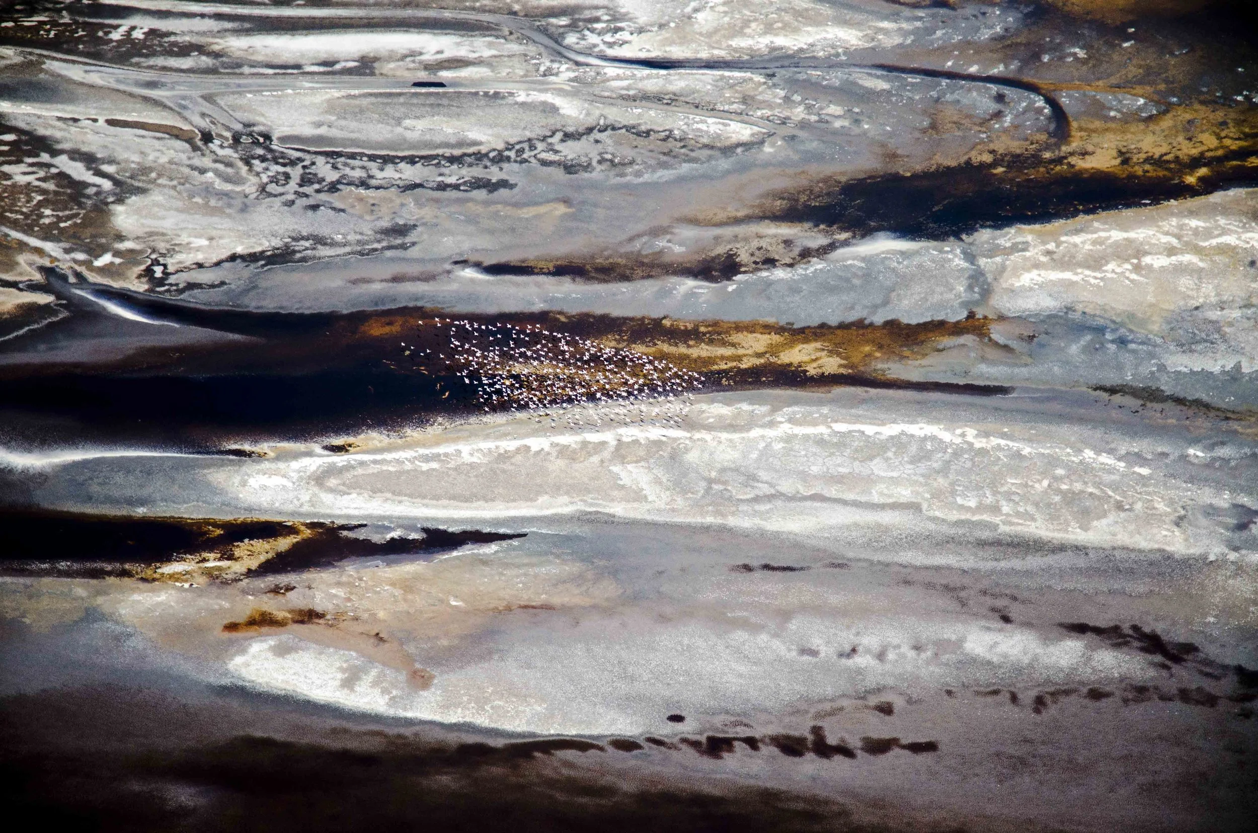 Silver of Lake Natron & Flamingos Flying