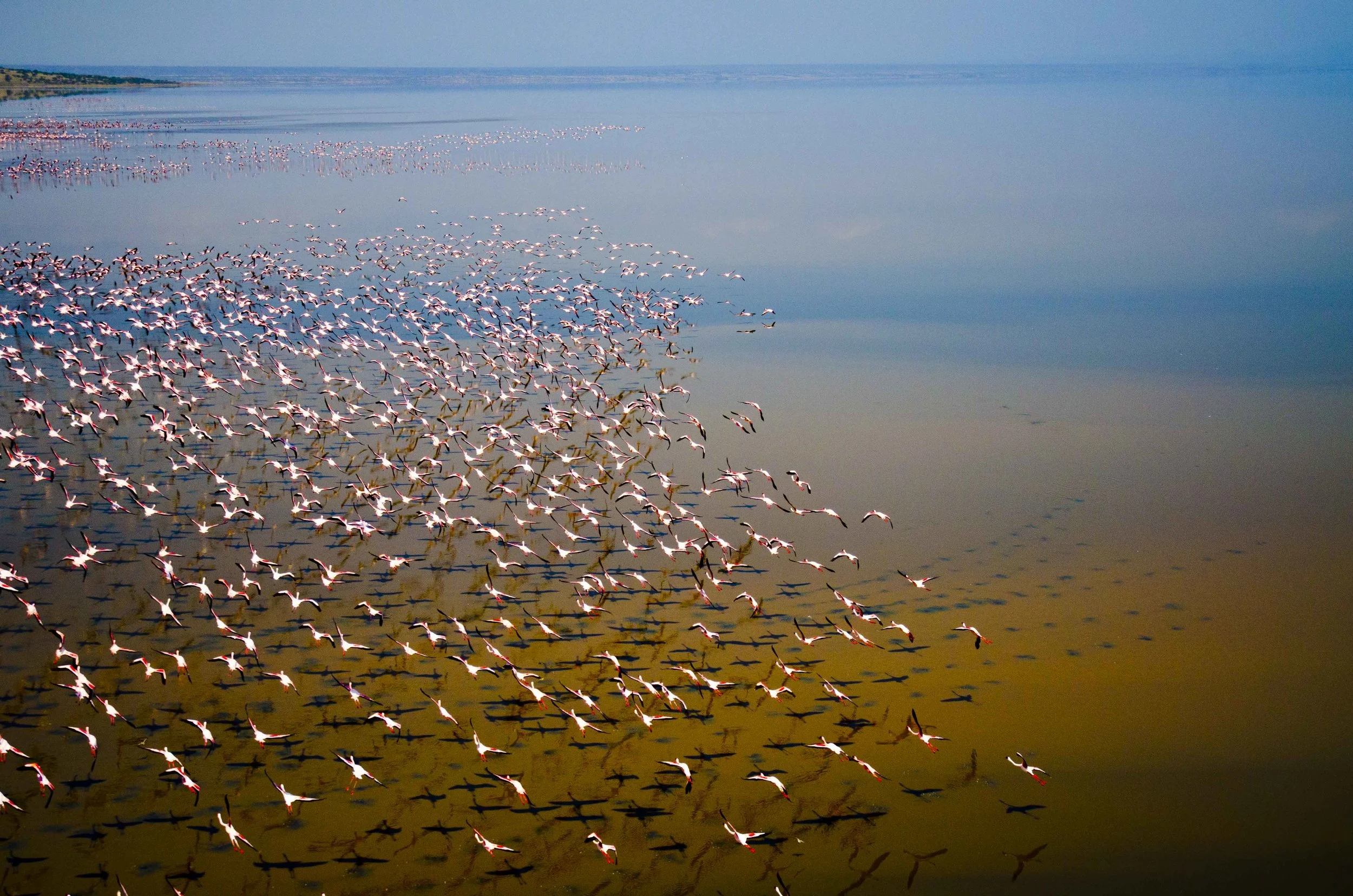 Blue Lake Natron with Flamingos Soaring