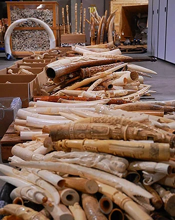 IVORY CRUSH in TIMES SQUARE