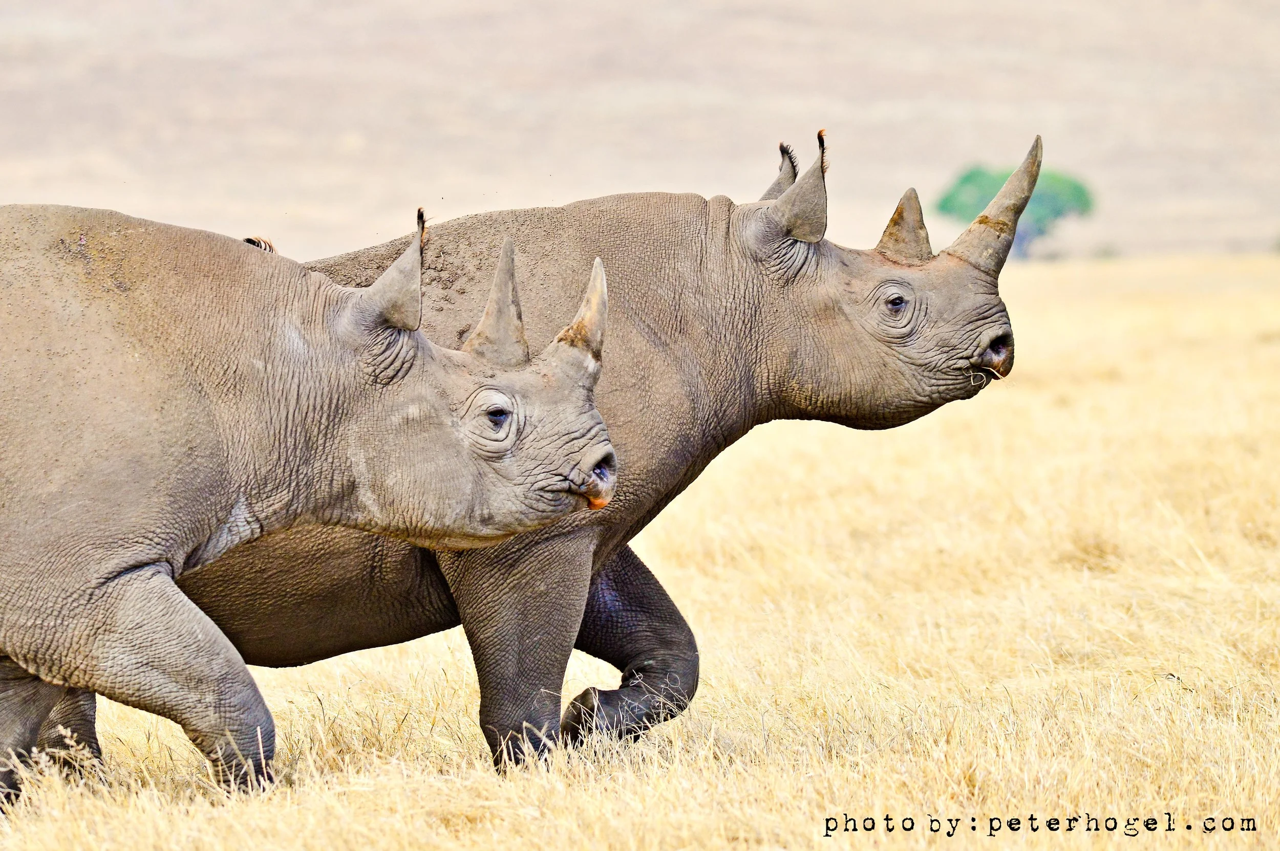 Presentation: Africa's Elephants and Rhinos: From the Poaching Crisis to Drones for Hope