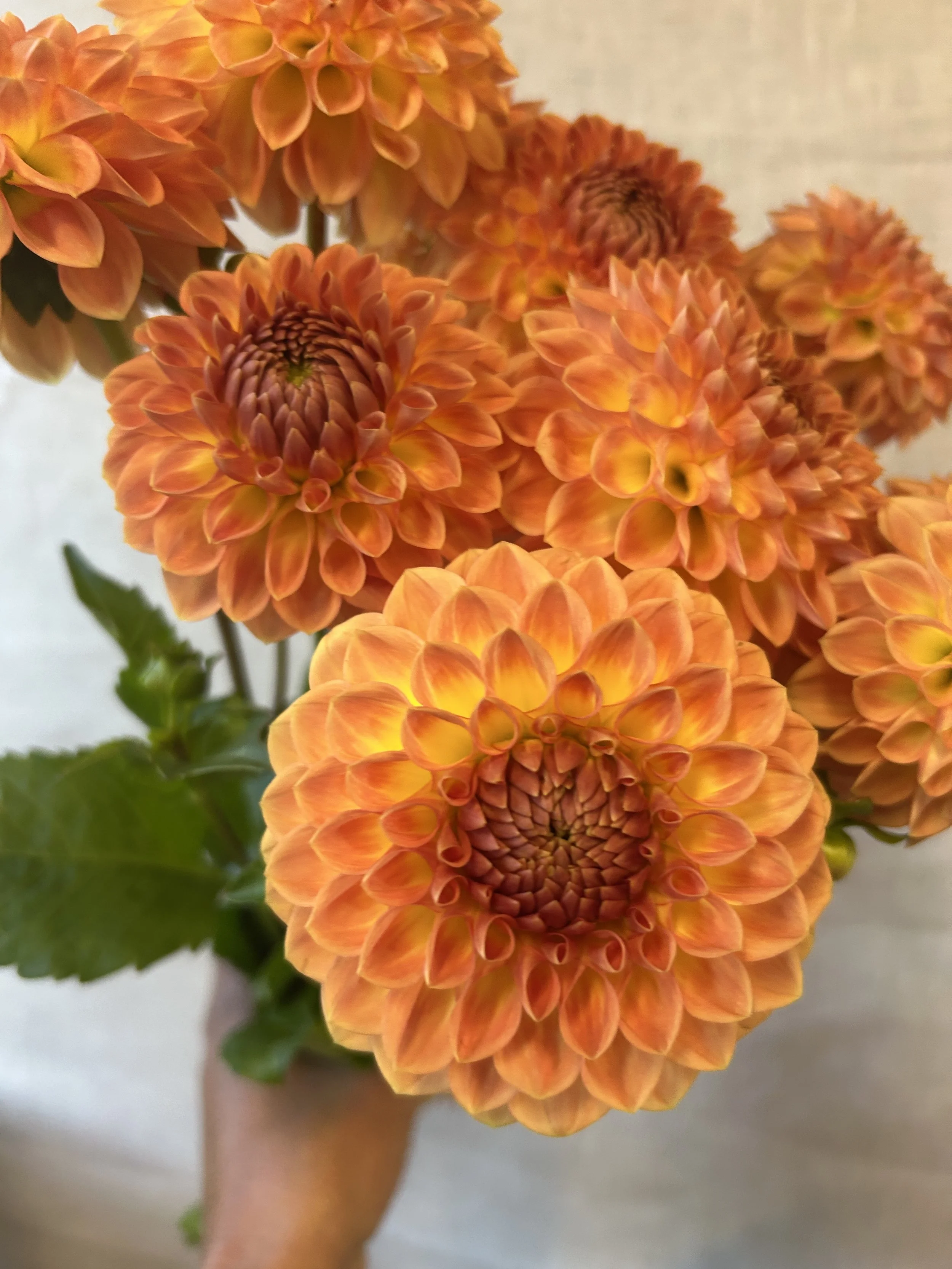 Blyton's Softer Gleam * NEW *