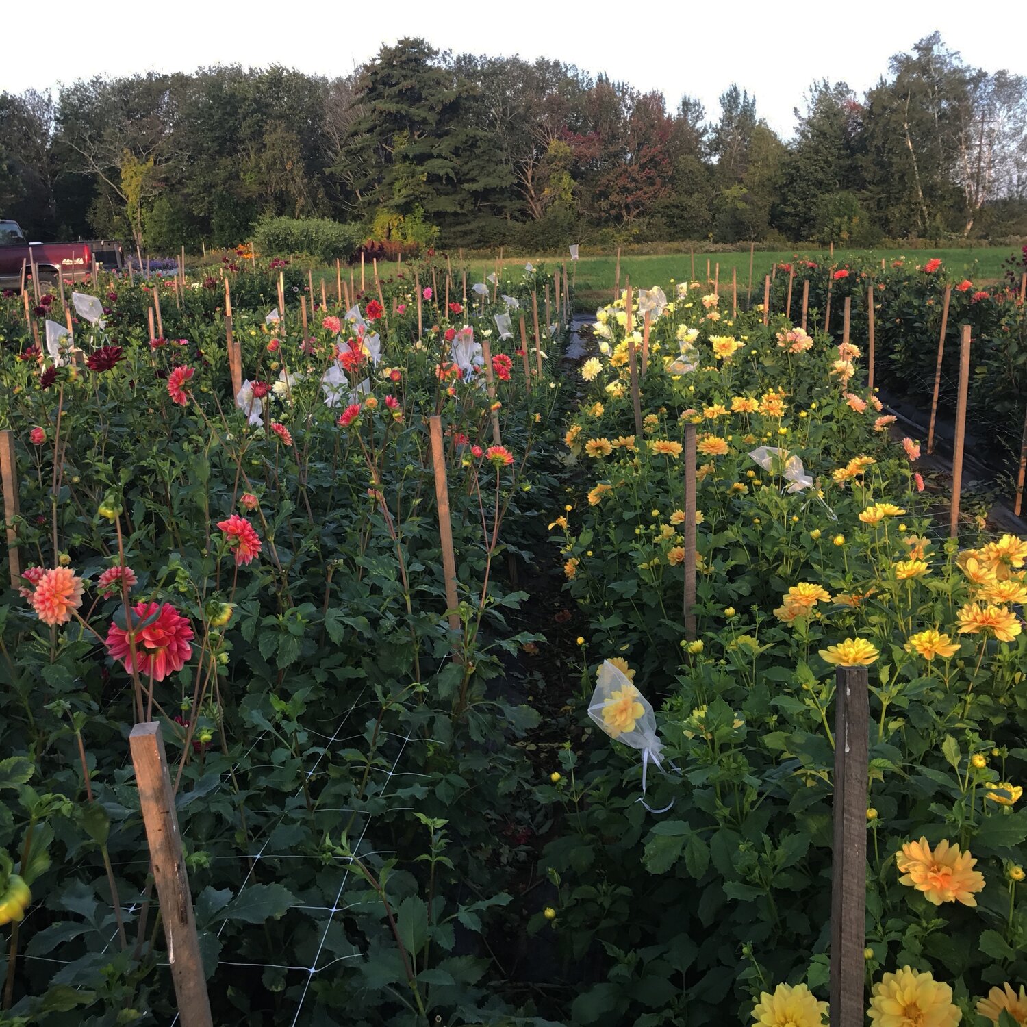 Planting Dahlias in Grow Bags & Taking Risks