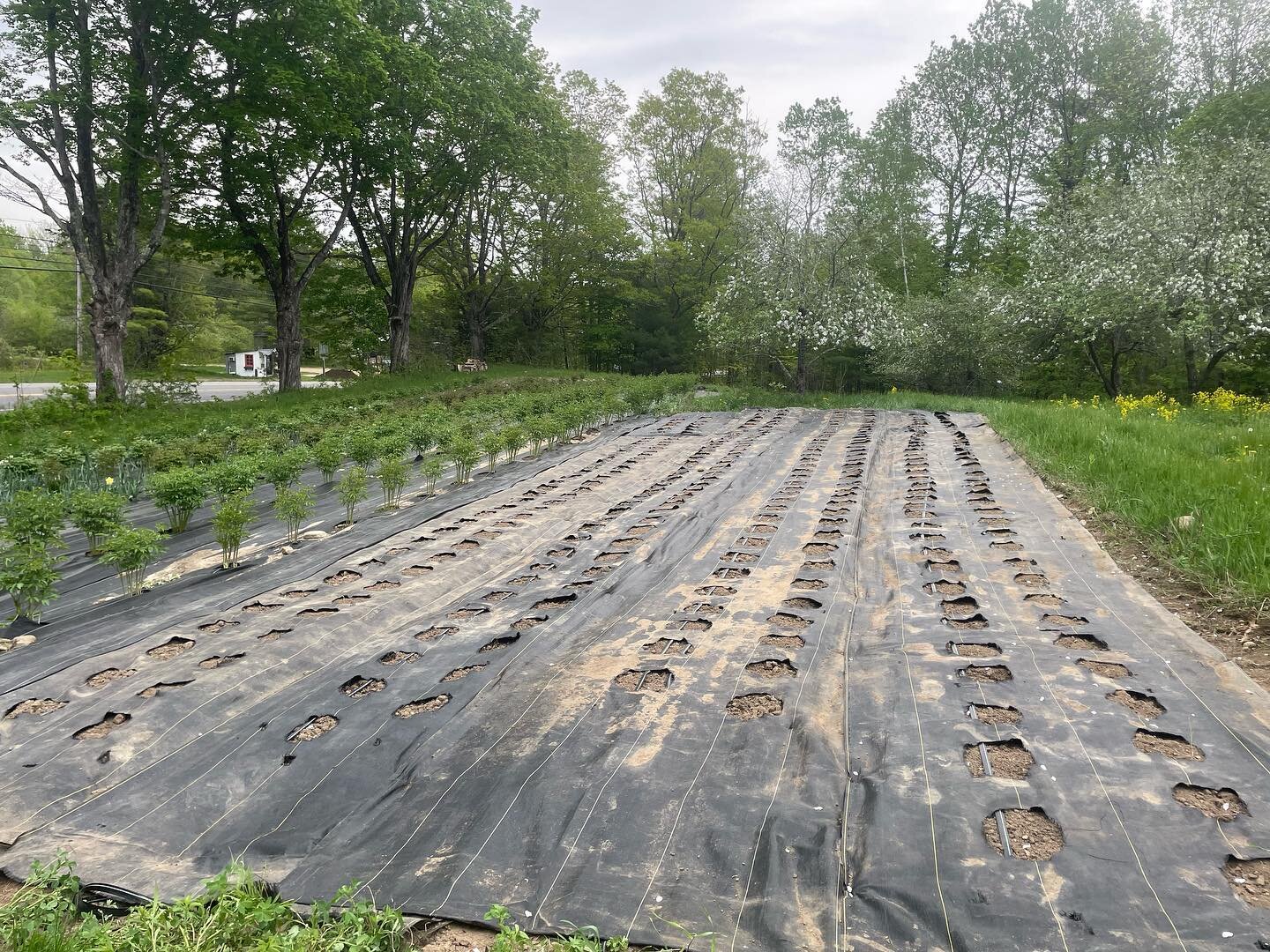 We&rsquo;re getting ready to plant dahlias next week! This is one of four plots we&rsquo;ll fill with them. We start our dahlia indoors in pots so they&rsquo;ve been growing for about a month already and are beautiful and lush. Last year was a terrib