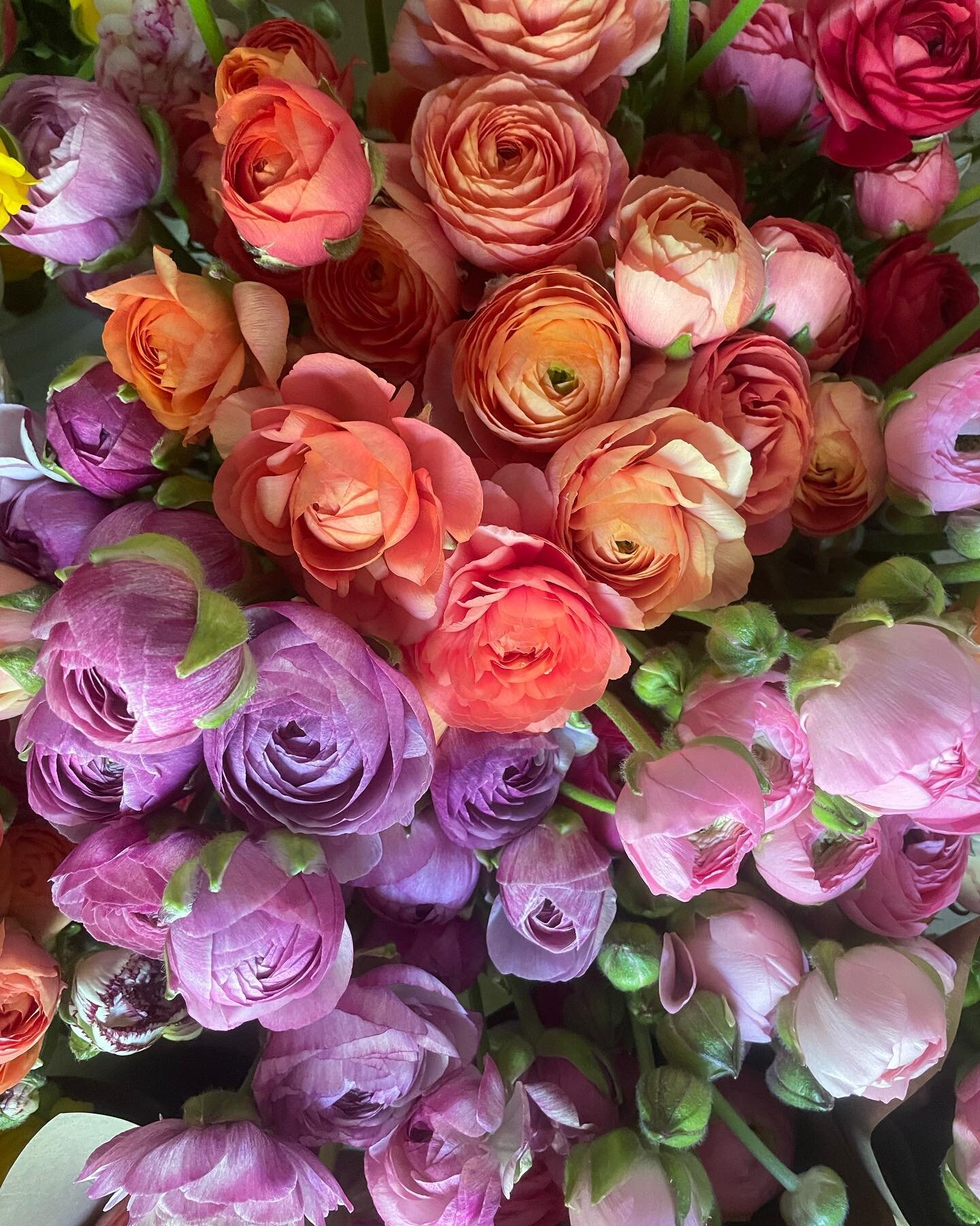 ✨ Ranunculus are hitting their stride right now and should be in full swing this week into next. ✨ Romantic and full, ranunculus look delicate but have a seriously fantastic vase life. We&rsquo;ll have these beauties every day of the week at our farm