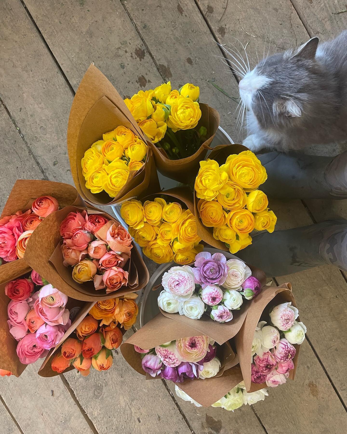 For the time being, we will stock flowers at the farmstand Thursday through Sunday. You will find delicious local veggies every day of the week along with dahlia tubers and seedlings. We open no later than 10 and close no earlier than 6! Thank you fo