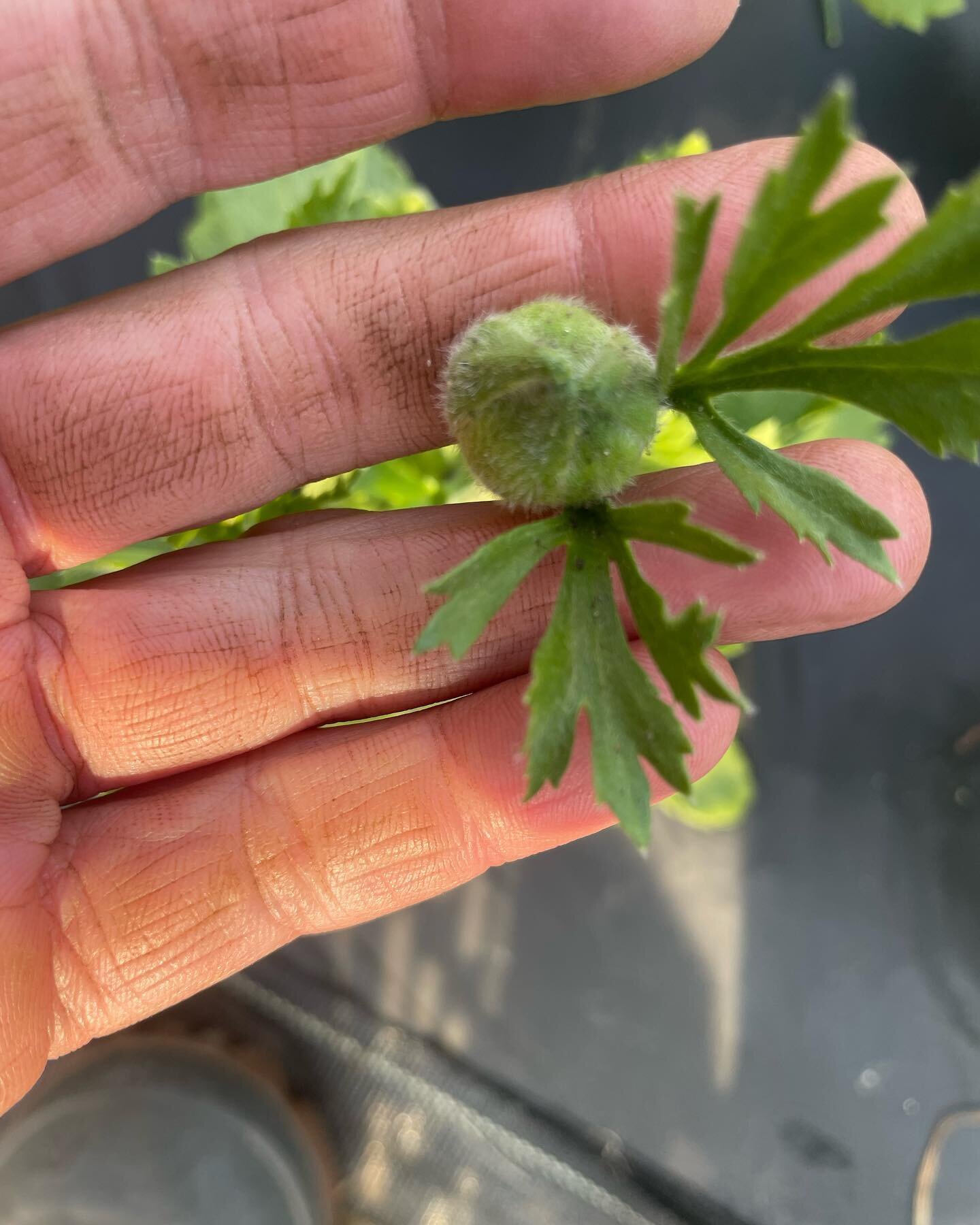 Ranunculus starting to bud up! Can&rsquo;t wait to see these fluffy beauties starting in early May! 🌸🌸🌸