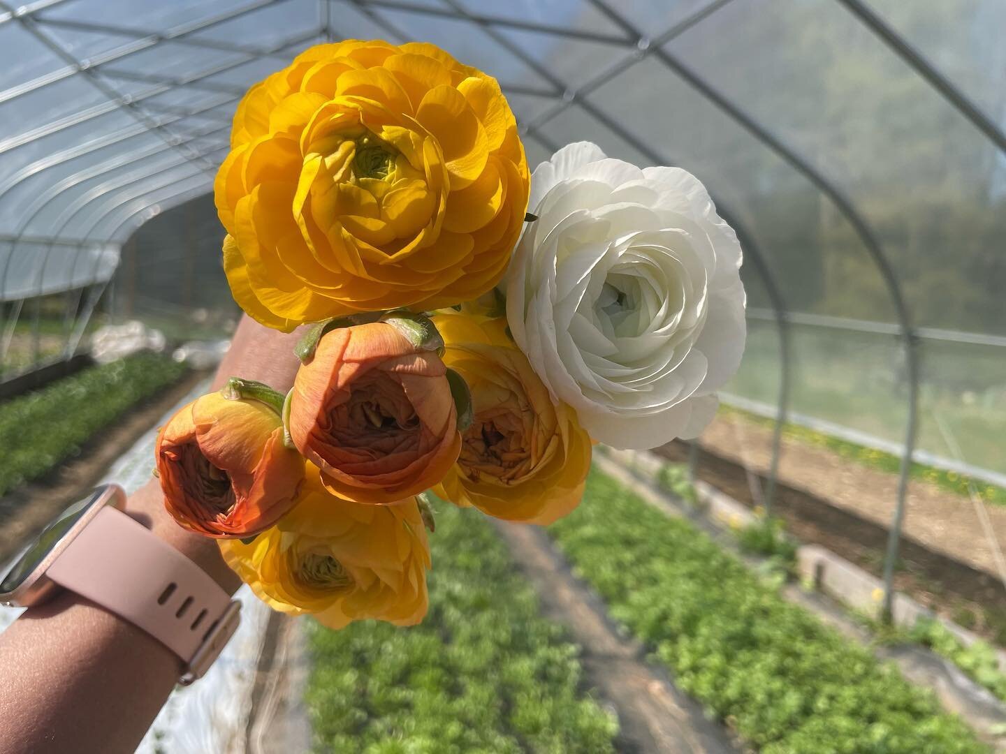 ✨ Ranunculus season is right around the corner! ✨ We&rsquo;ll be tucking the first stems into Mother&rsquo;s Day arrangements this weekend 💕 @eastofedenfarmstand