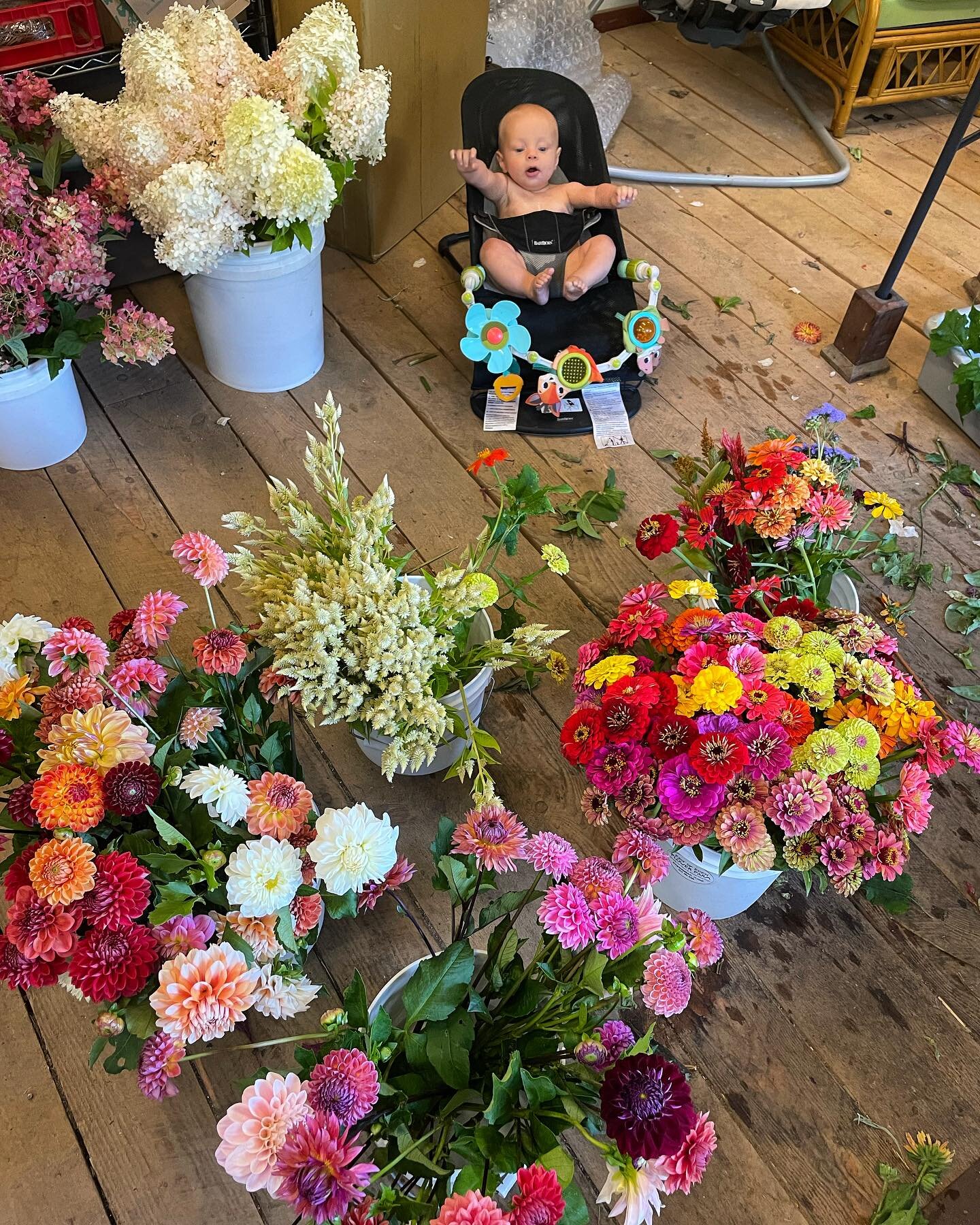 Happy New Years, friends! 🪷 The past year was a whirlwind of flowers and kids! When it was good, it was magic. Thanks to everyone who has bought our tubers and flowers! Your support makes big things possible ✨🙏✨