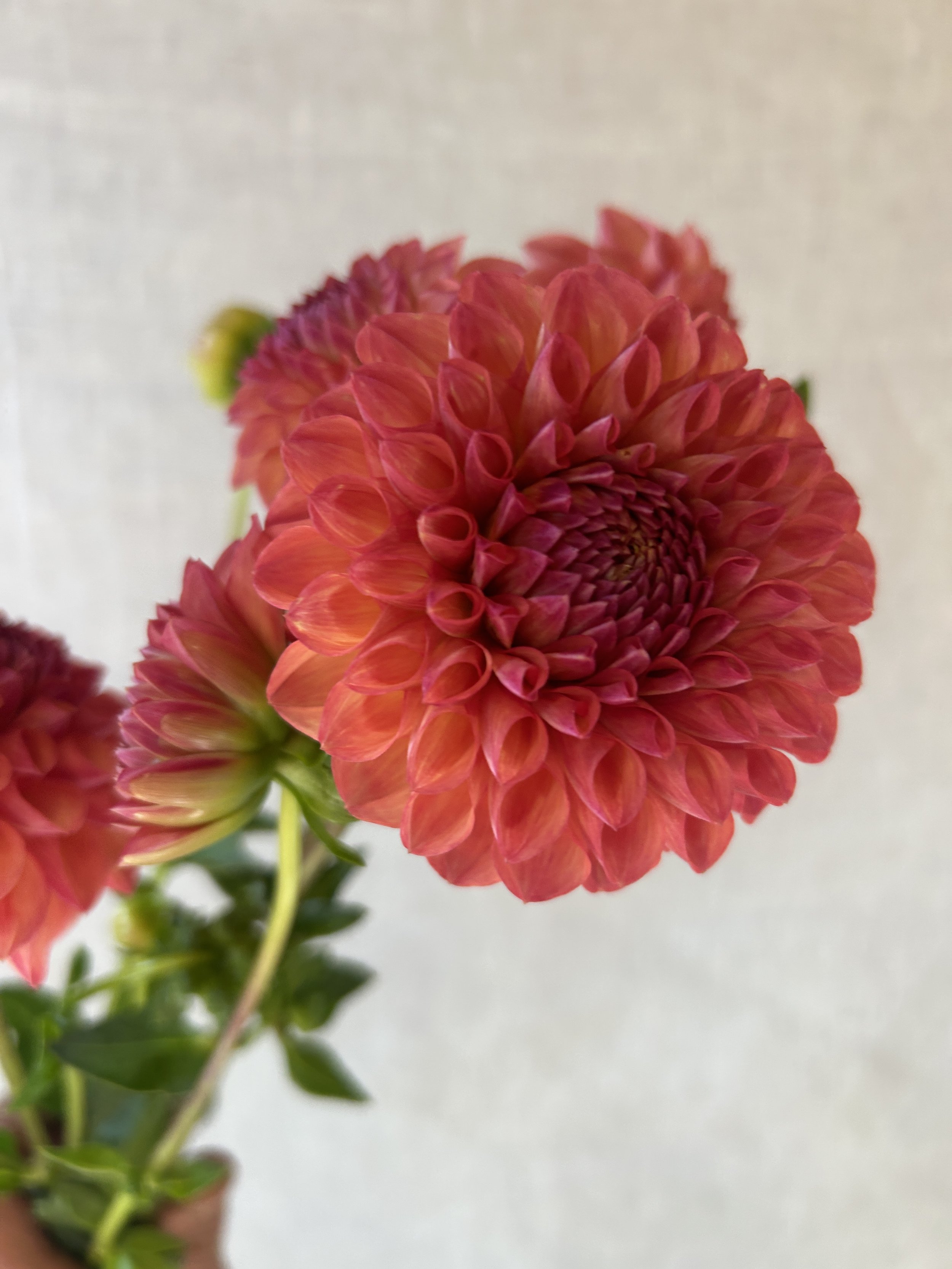 IMG_9641 2.JPG (Copy)