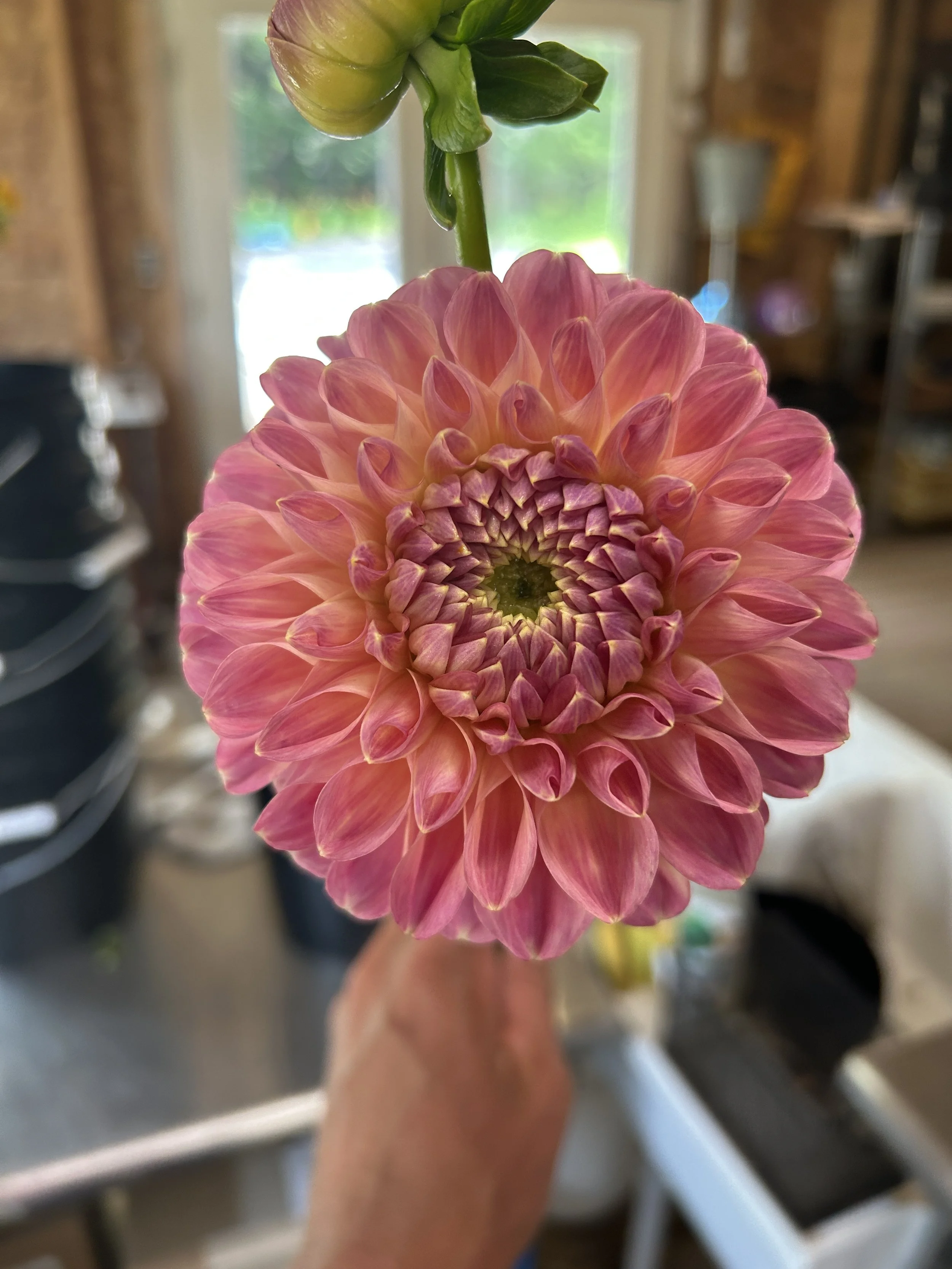 Clearview Peachy * NEW *