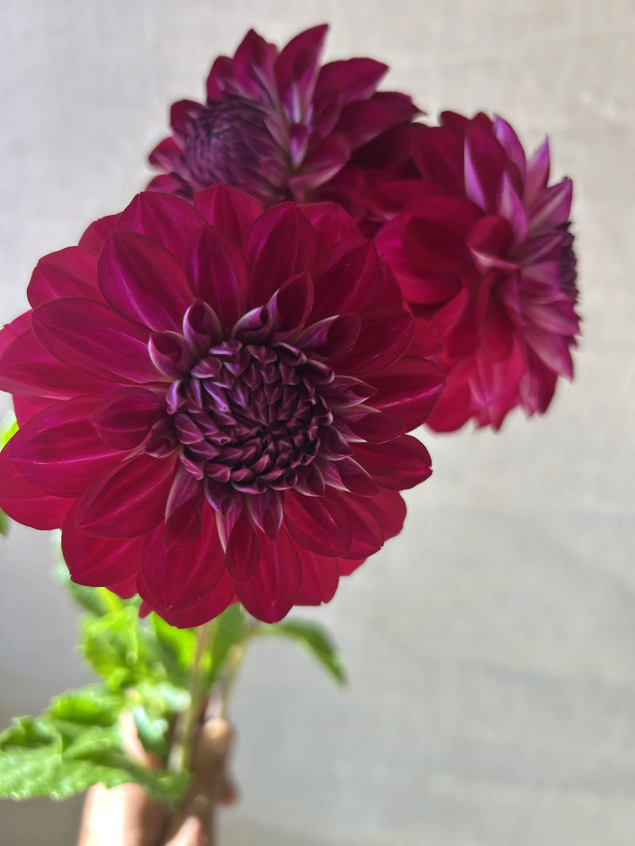 Lupine Chris * NEW *