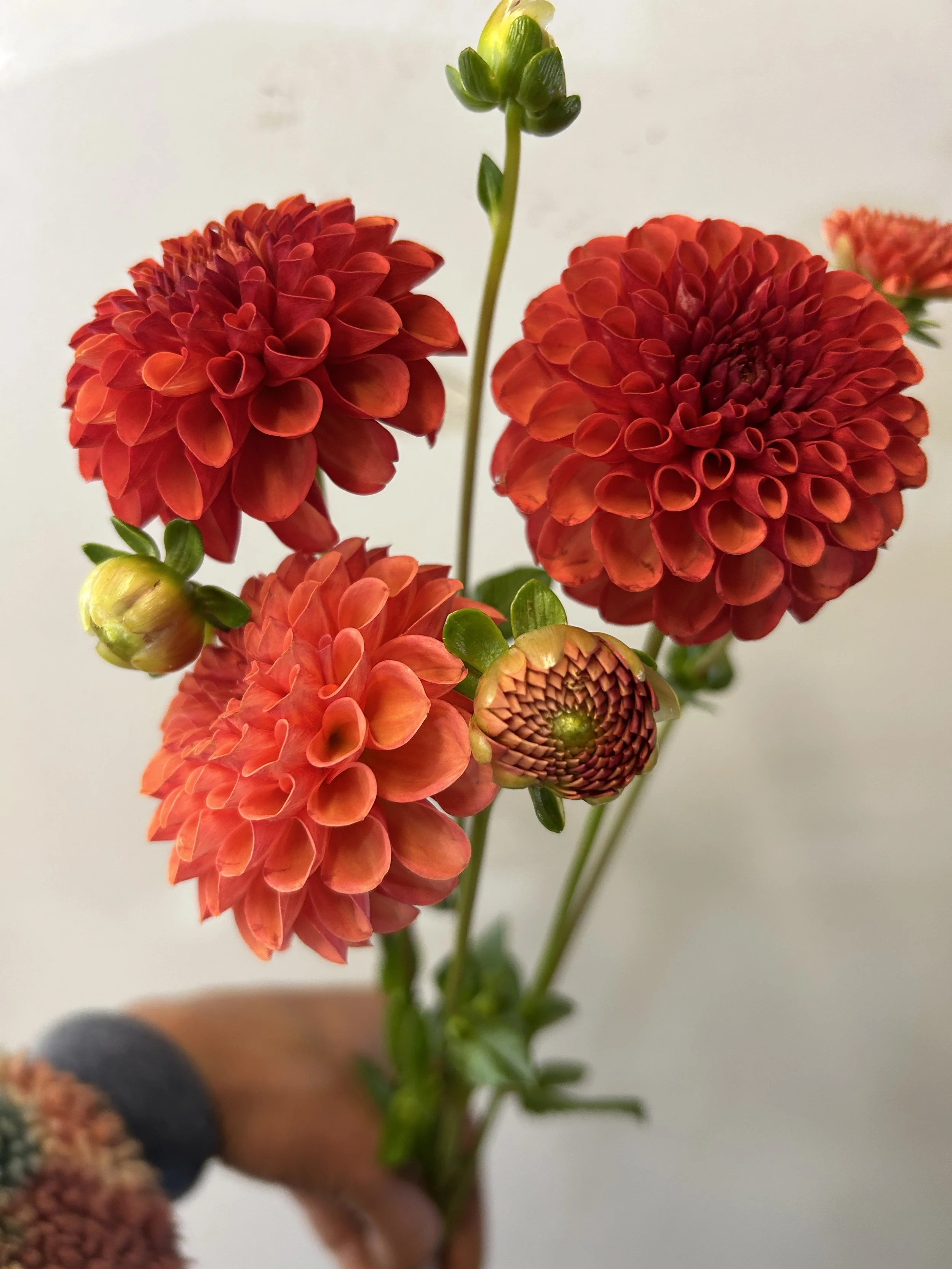 Valley Rust Bucket * NEW *