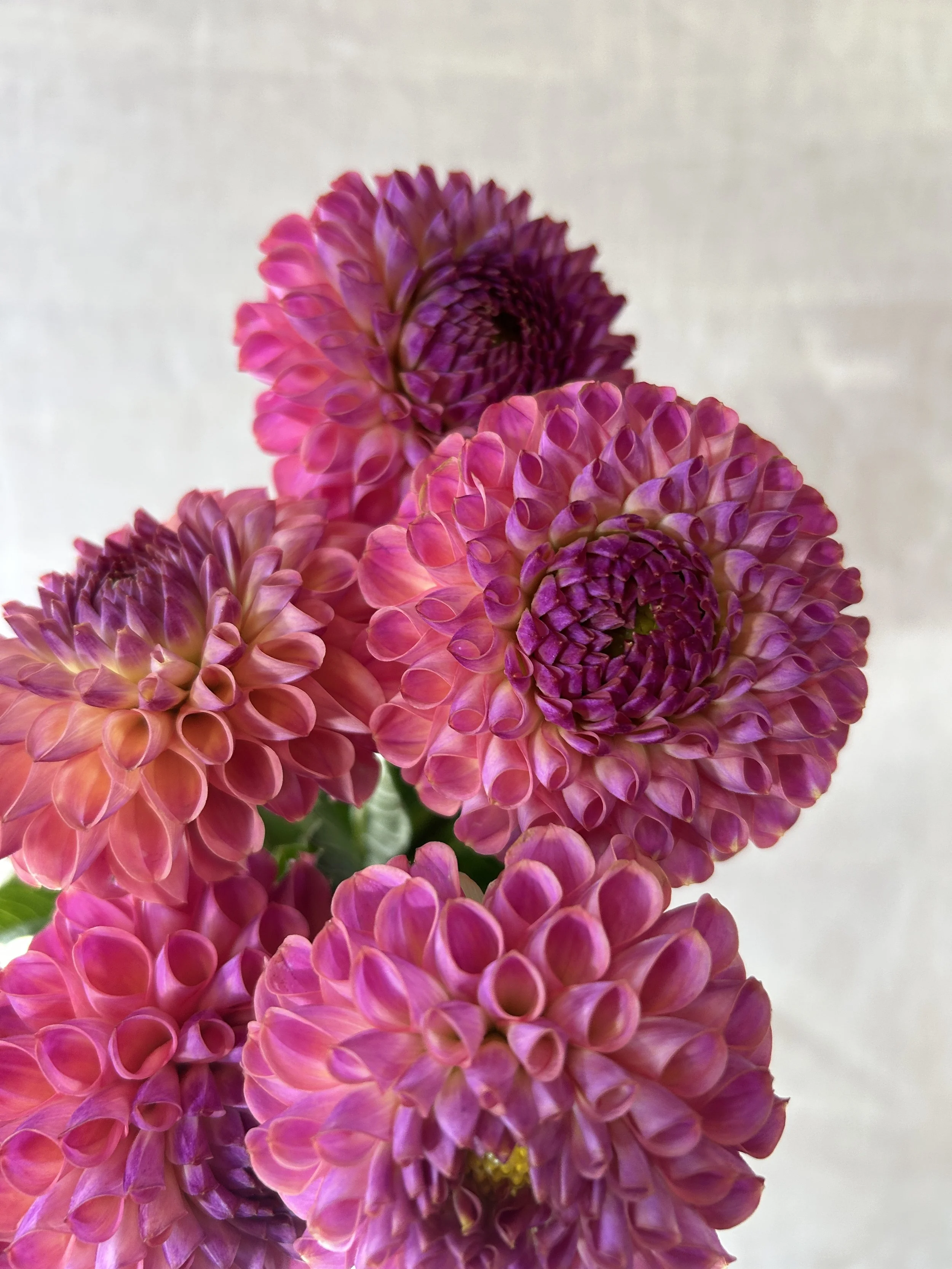 Caitlin's Joy * NEW *