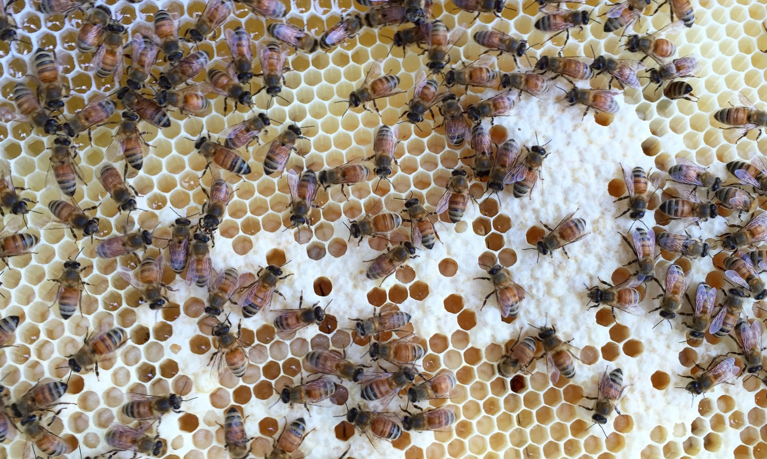 In this picture you can see the honey in the upper left, and larvae pretty much everywhere else. You can see them curled up in their cells in various sizes. The really little ones might be 3-4 days old. The ones that are nearly filling the cell might be a week or so old. As they get large enough, they're getting capped with the white toasty stuff.