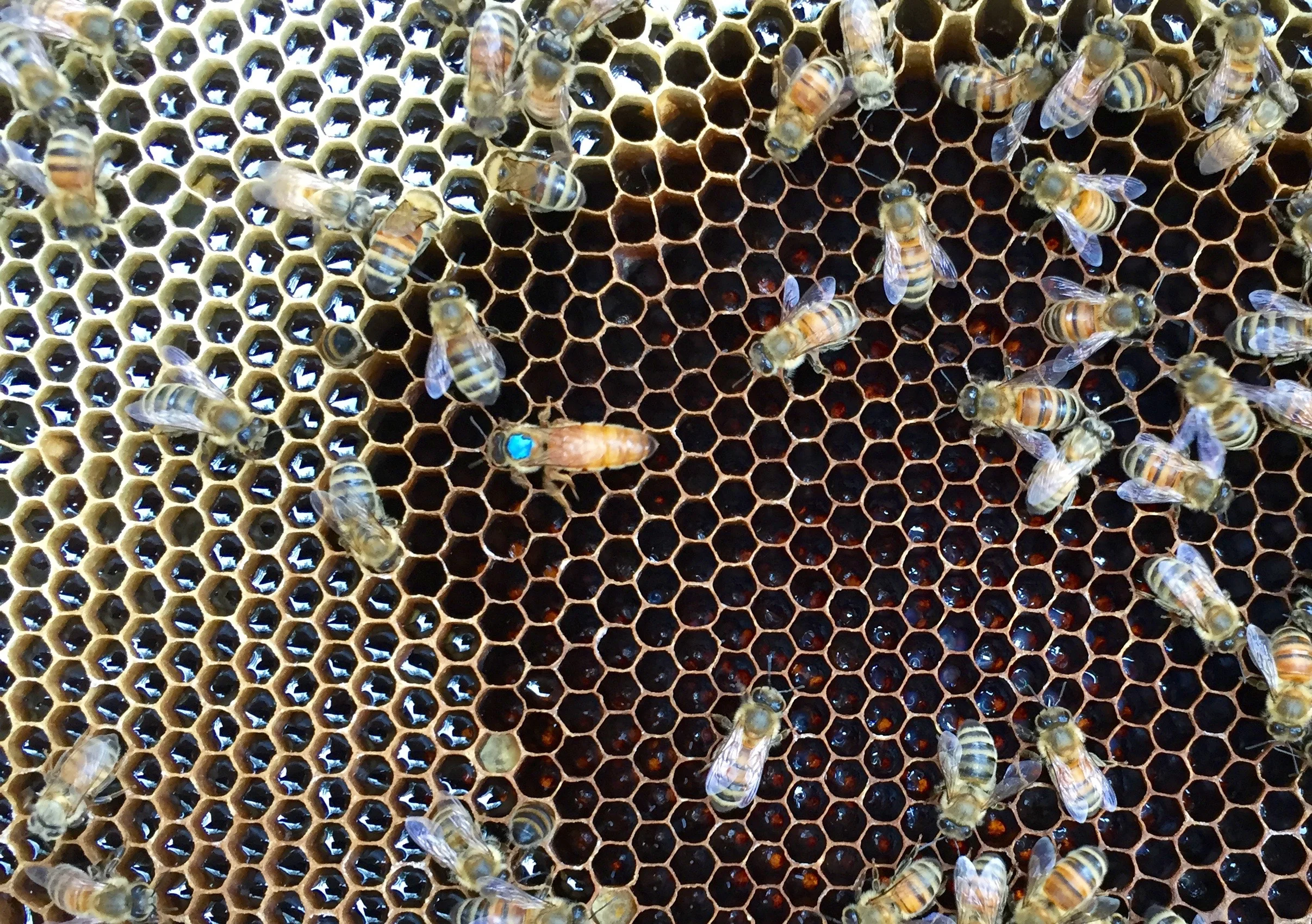 Here is a picture of the queen of the All Mighty Pollinators. She's busy laying eggs in this frame. You can see the little teeny eggs standing up in the bottom of the dark cells below her The eggs are hatching into larvae where the cells appear wet and shiny on the lower right. The really shiny cells on the left side of the picture are full of honey.