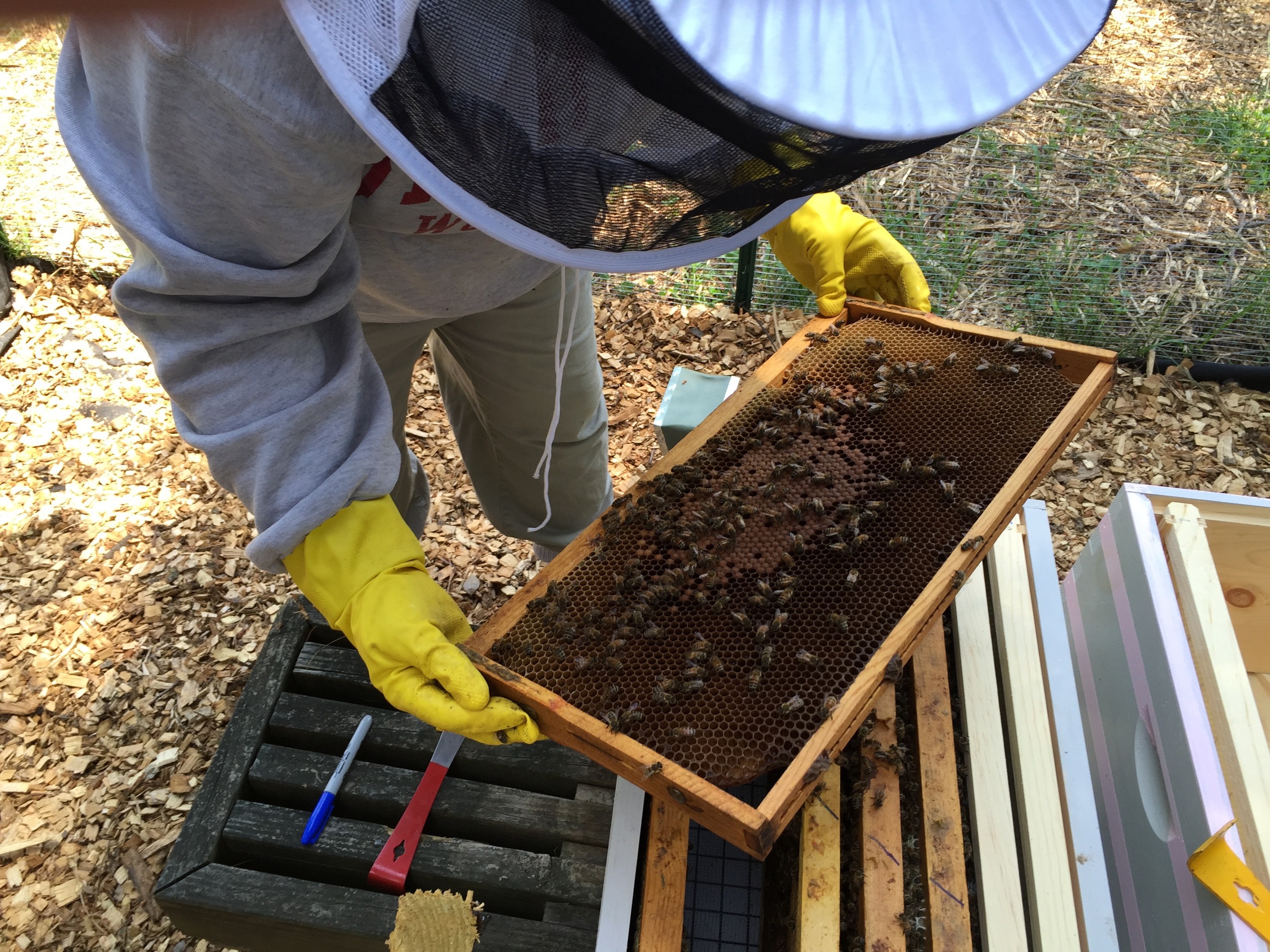 Jen inspects one of the nuc frames with quite a bit of capped brood. This hive should be growing much more quickly in the next couple weeks.