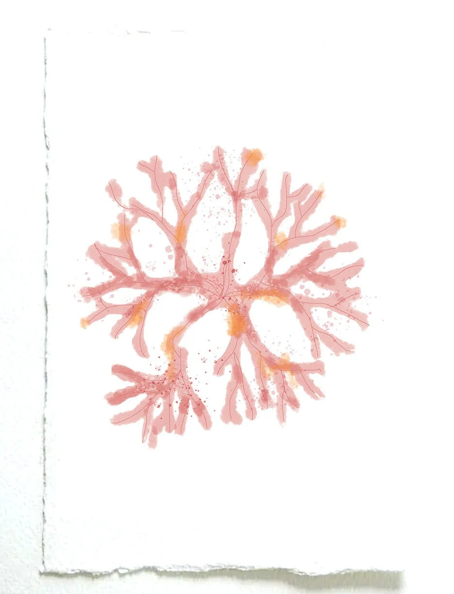 coral seaweed.jpg