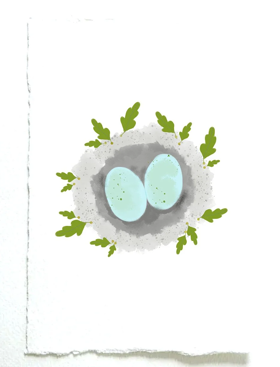 bird's nest.jpg