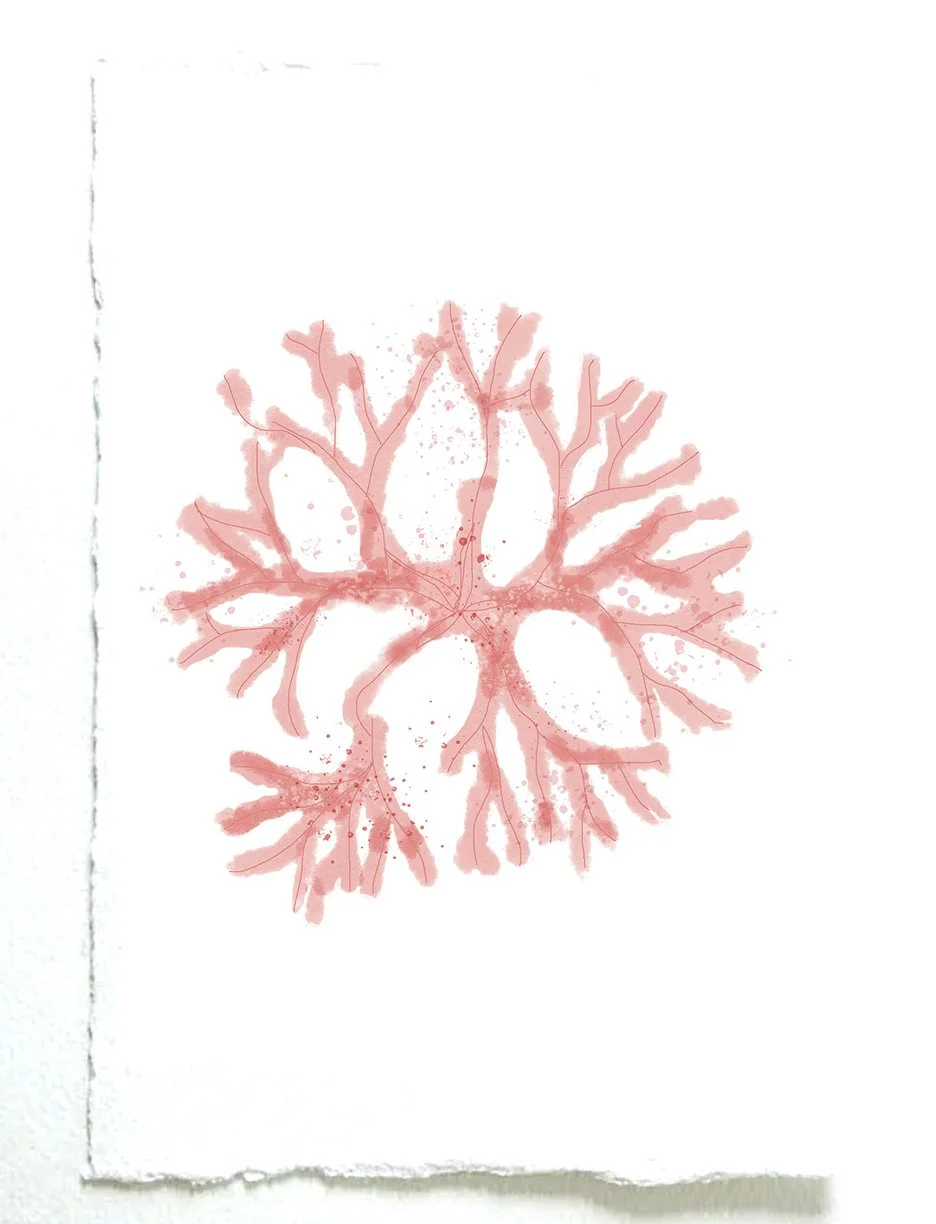 coral seaweed.jpg