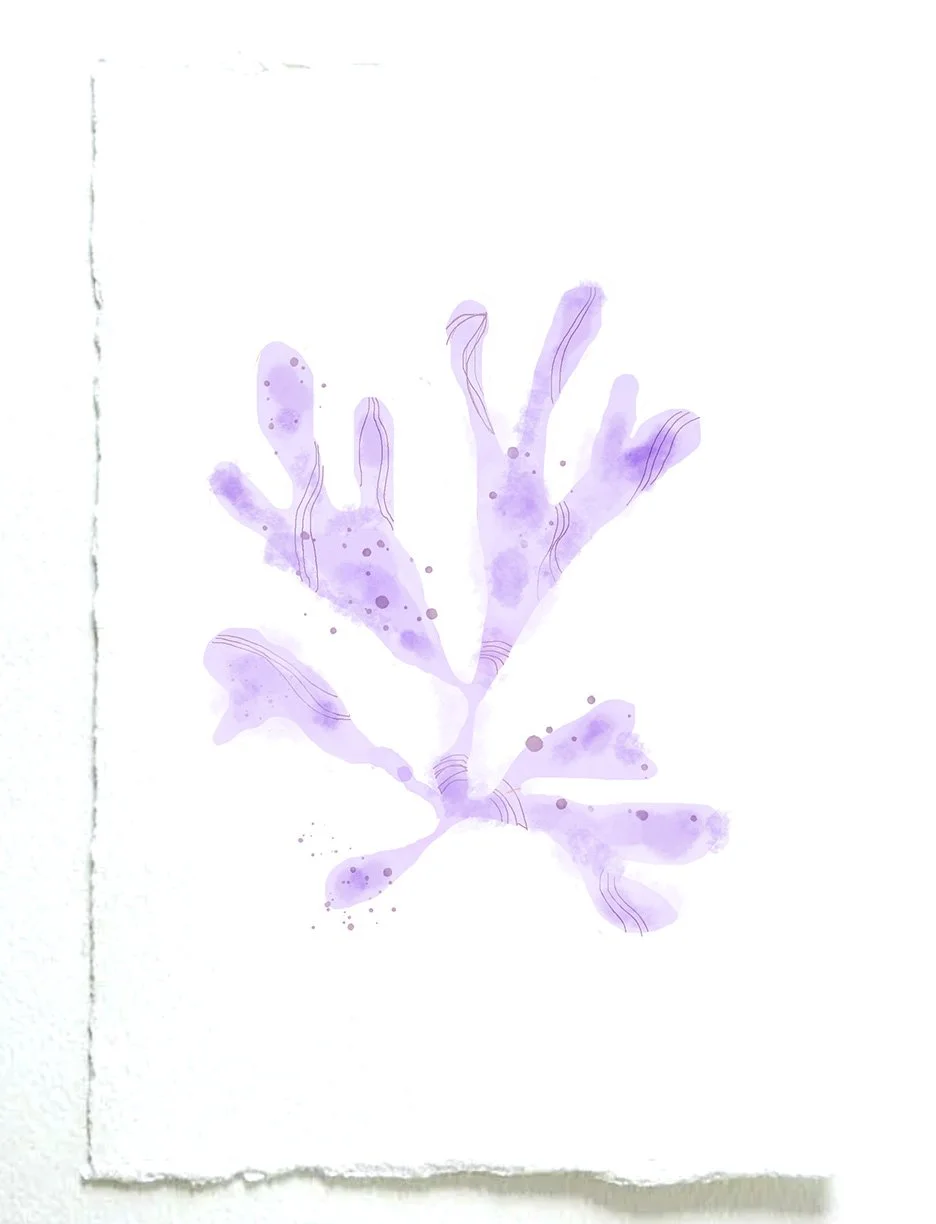purple seaweed.jpg