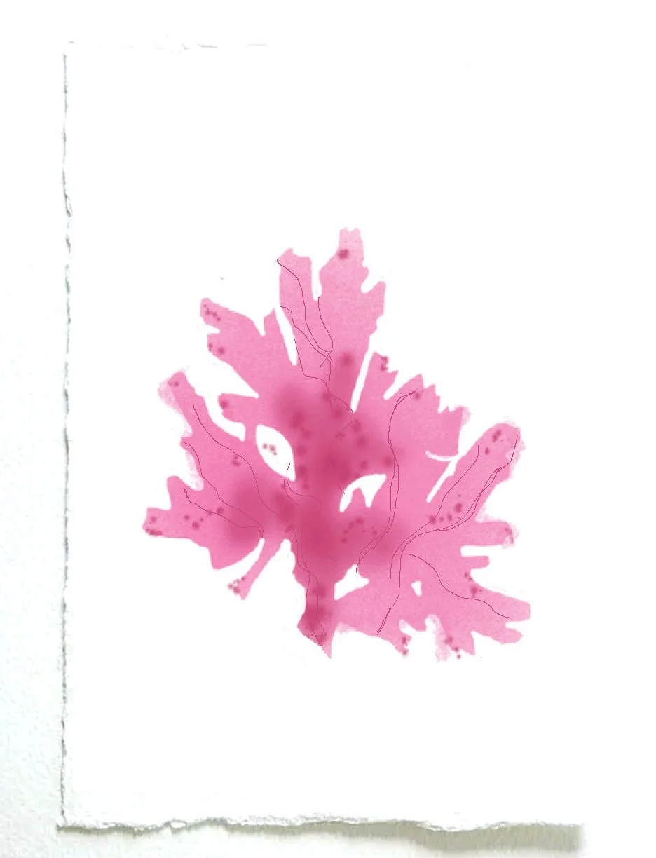seaweed_2.jpg