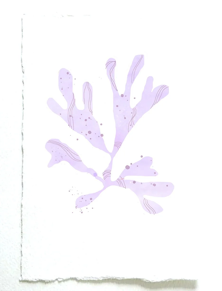 purple seaweed.jpg