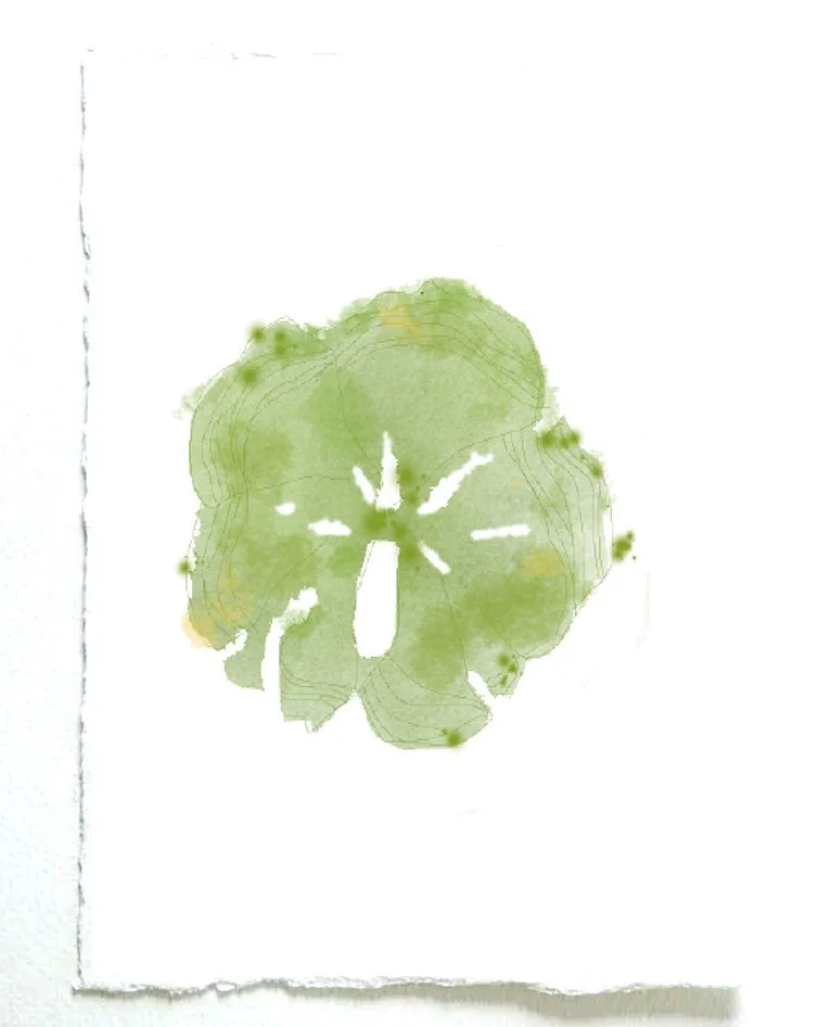 seaweed 3 for site.jpg