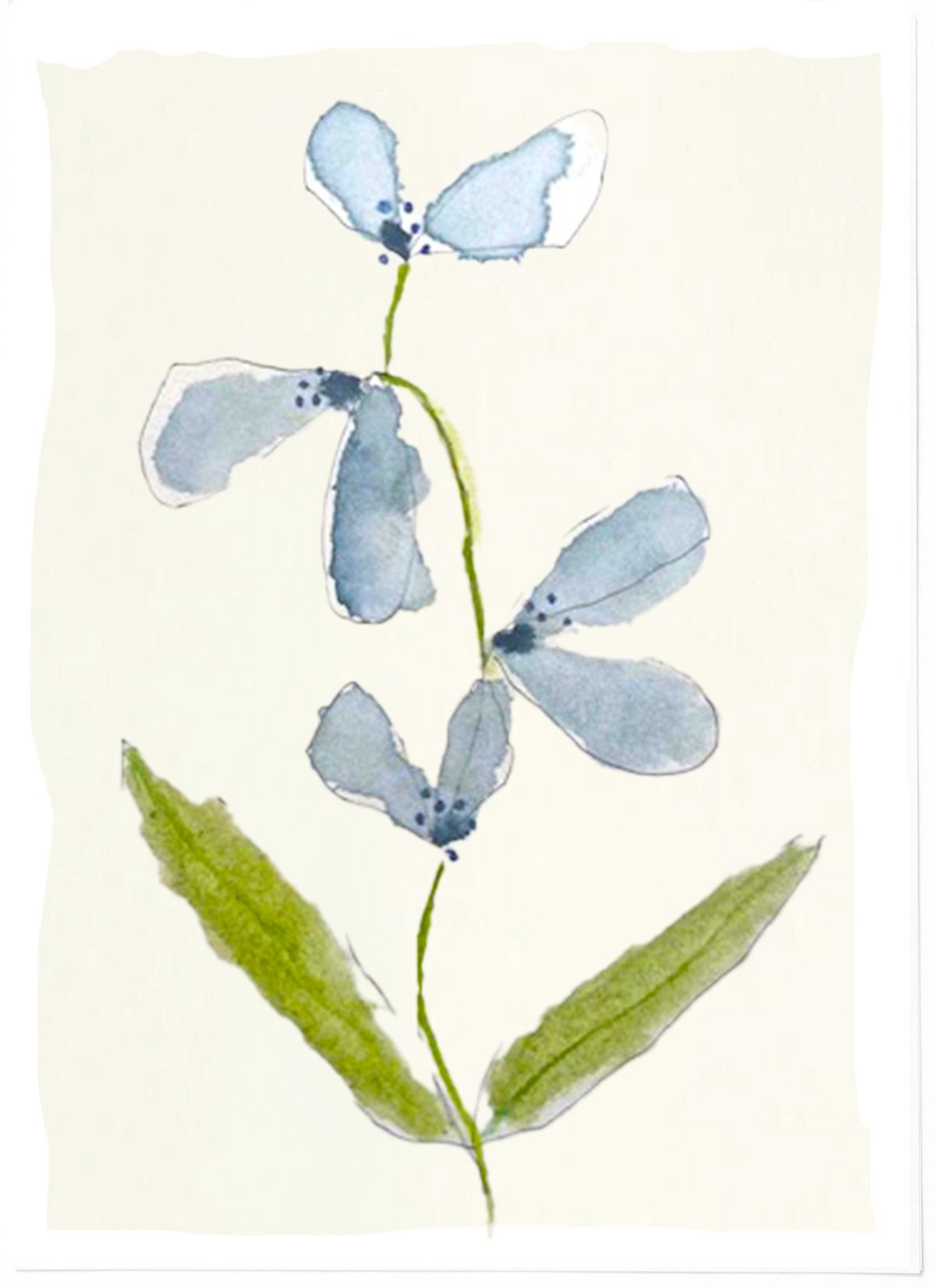 bluebells.jpg