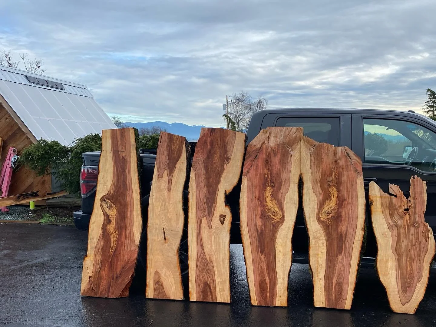 One half of the Apple tree trunk