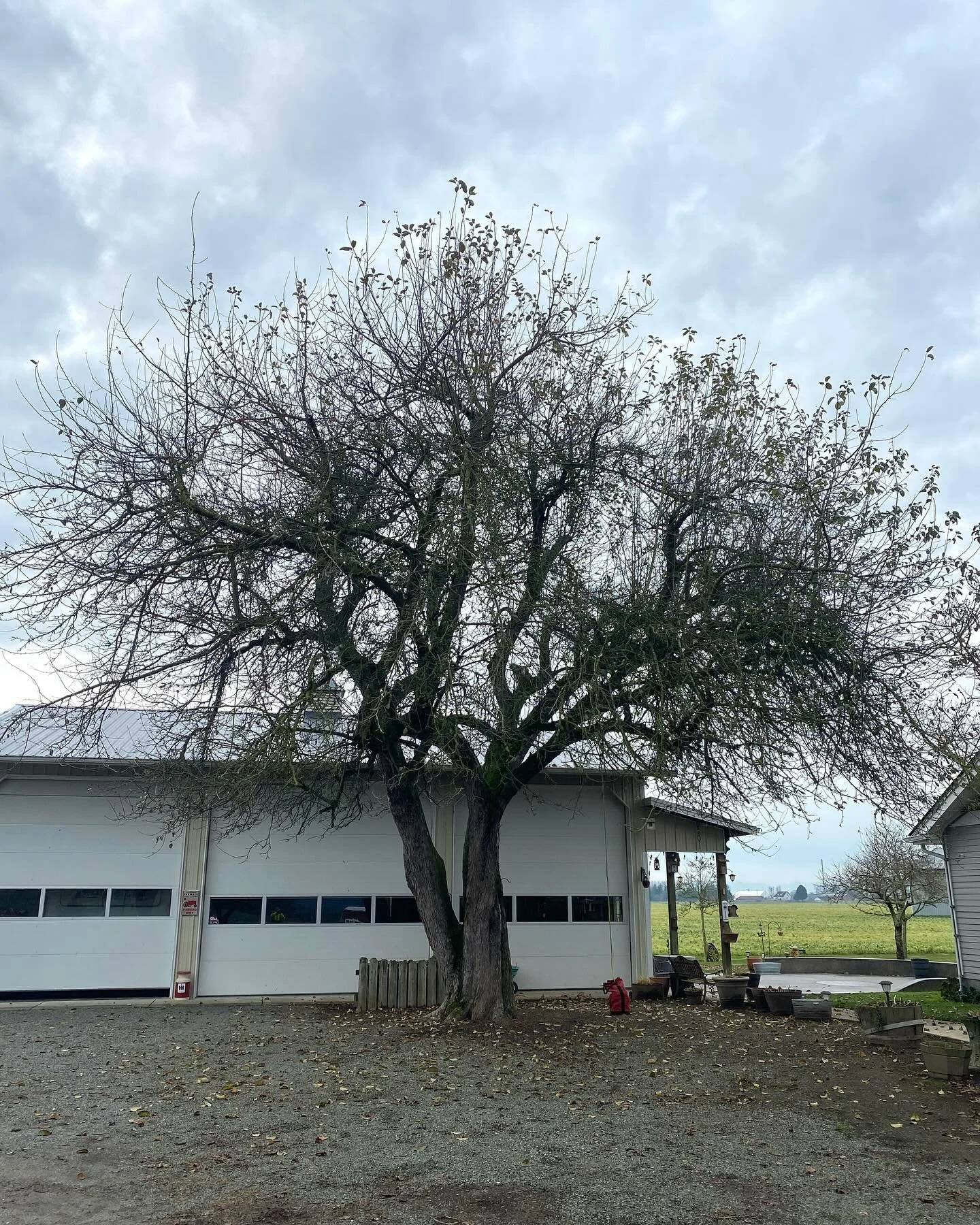 Working with a local arborist to remove the biggest Apple tree I&rsquo;ve ever seen.  Beautiful material, if I can successfully dry it.