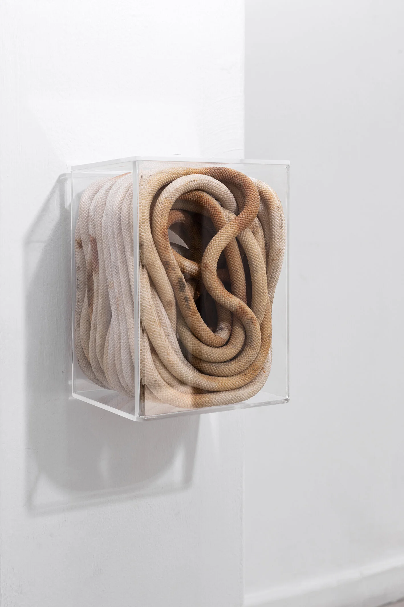 Cuerpos , 2019. Caja de acrílico y soga náutica, 24 x 15 x 16 cm.