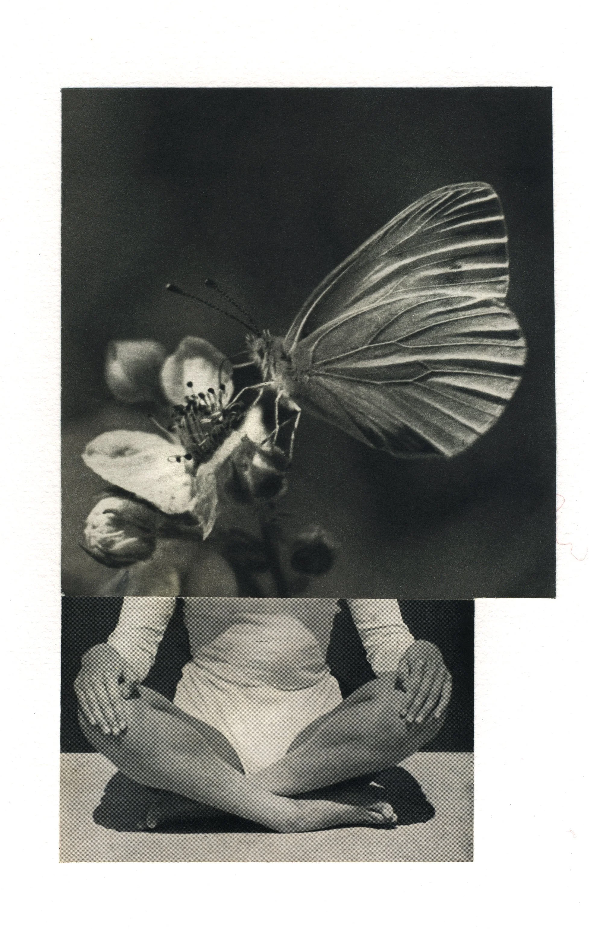 serie Between Animals and Trees