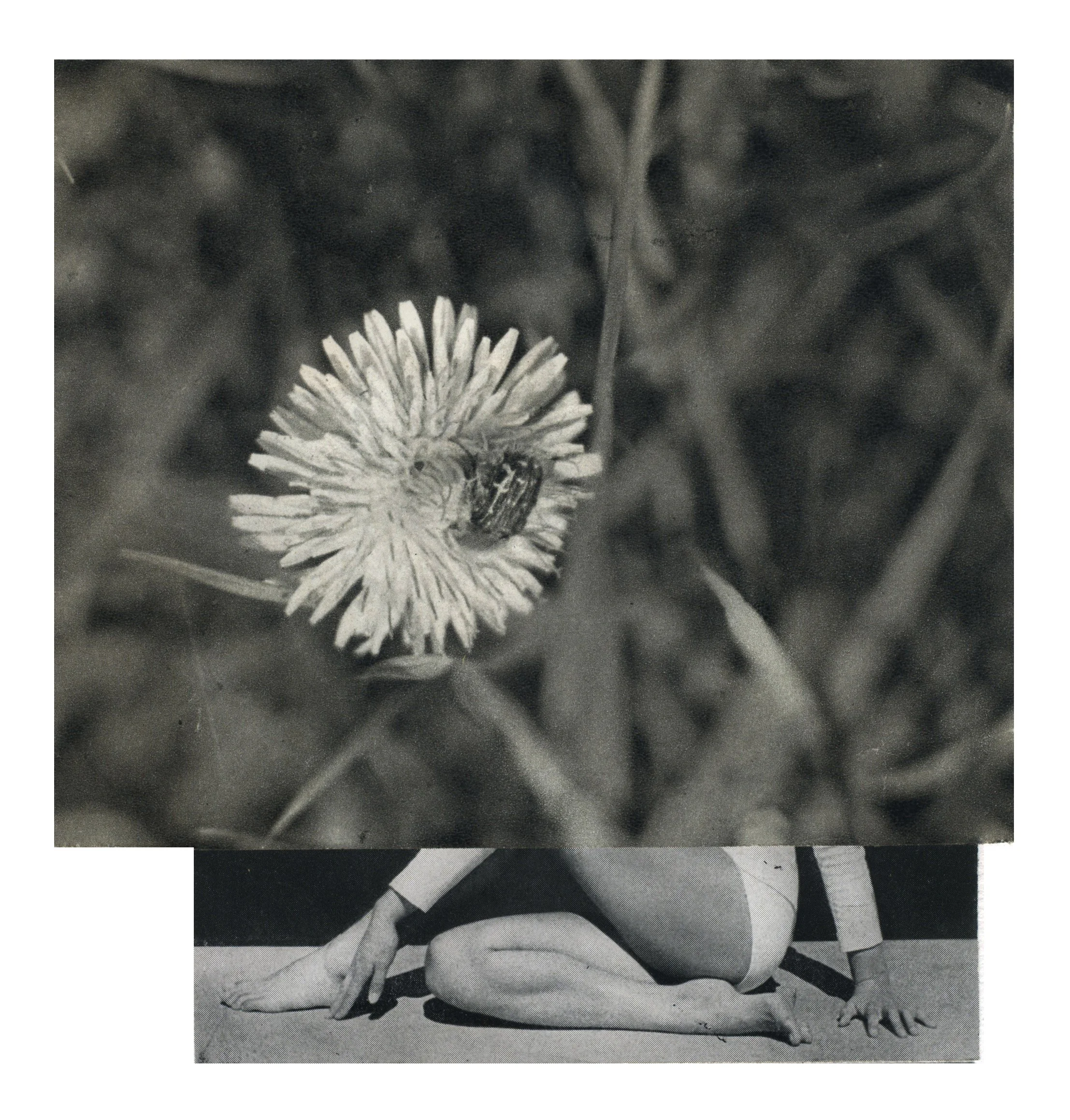 serie Between Animals and Trees