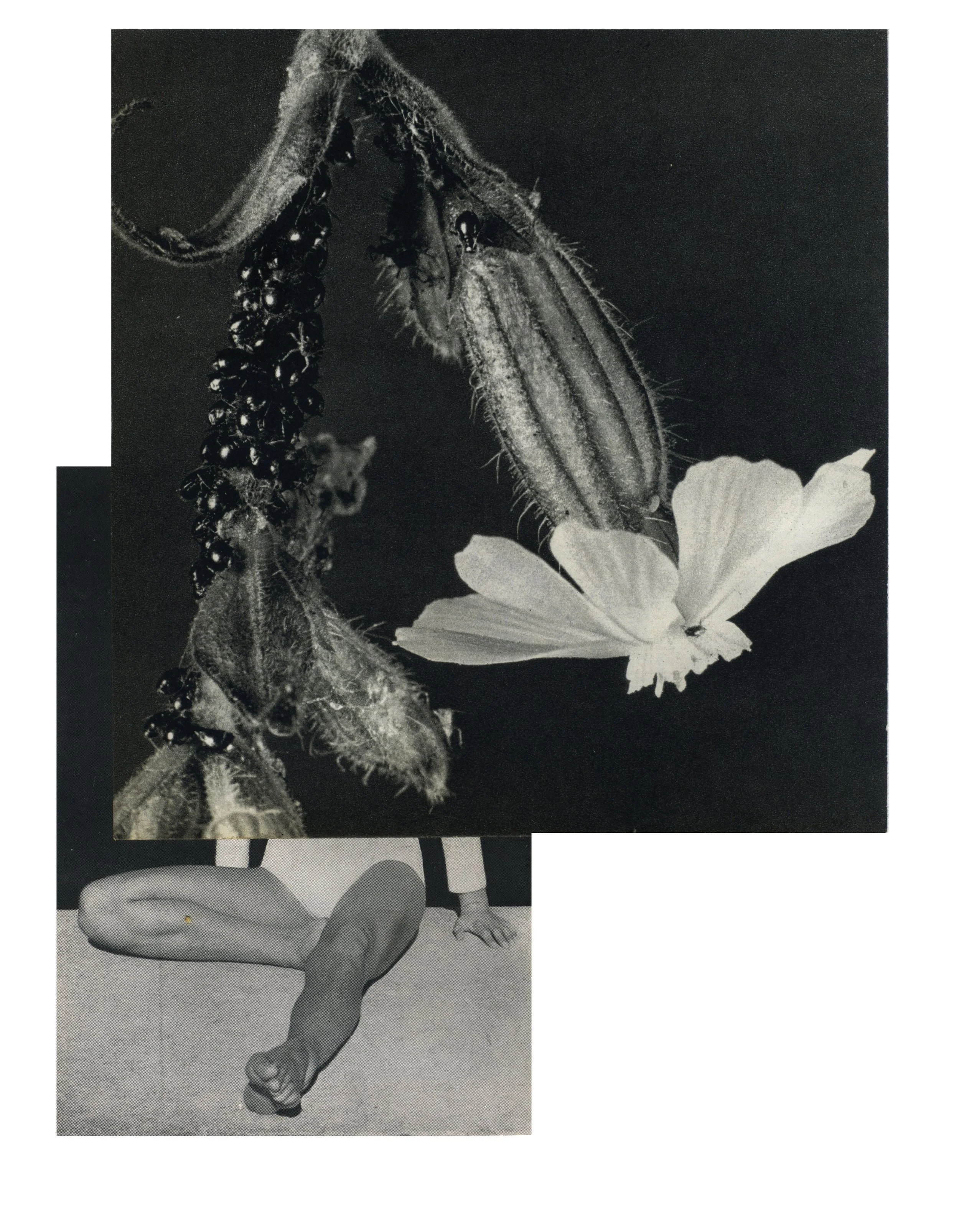 serie Between Animals and Trees