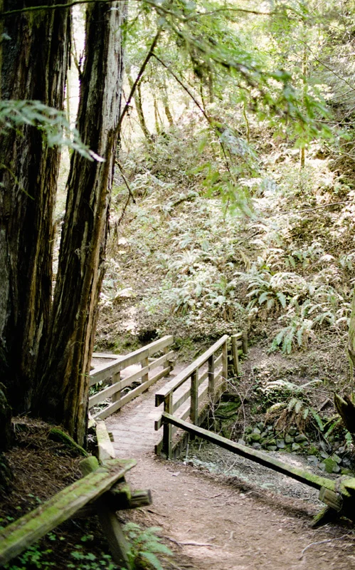 armstrong redwood natural reserve guerneville california