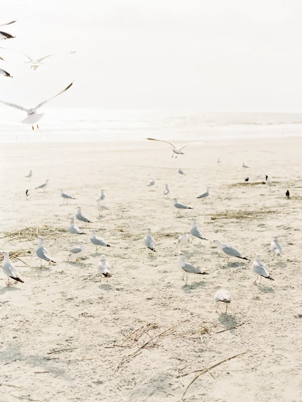 charleston-isleofpalms-01.jpg